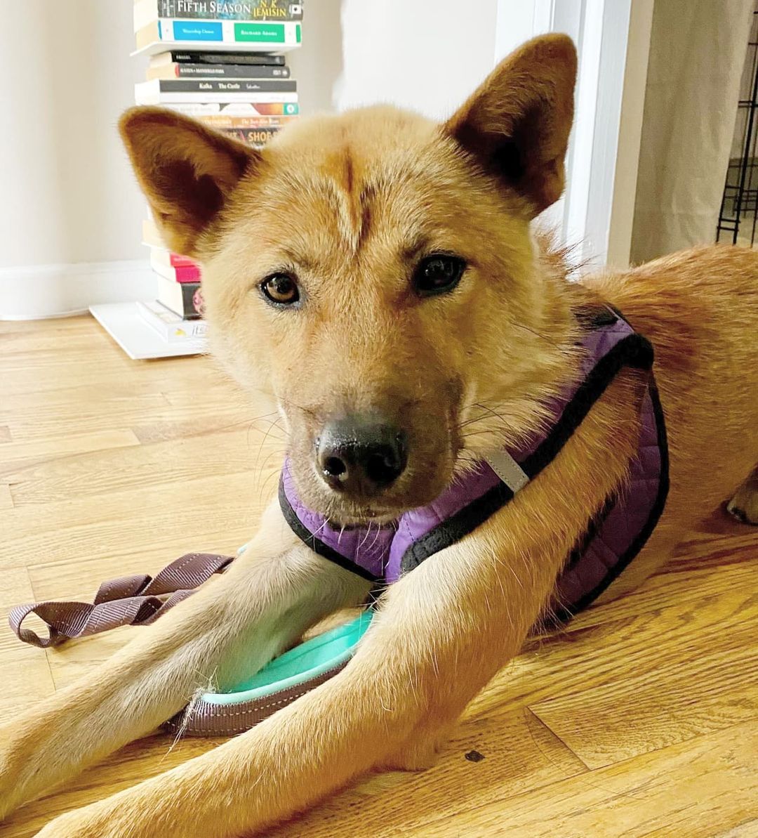 Meet our good boy Bulgari! 💎 He’s a 2-year-old Jindo mix and weighs about 31 pounds. Bulgari was rescued by our partner @animal_kara from Uijeongbu, a dog training center run more like a death camp. He’s best described as friendly, easy-going, smart, calm, and sweet. Bulgari is fully crate trained and working on potty training. He appreciates a good head scritch, and his favorite treat is cheese. 🧀 We think his ideal adopter would be an active person who enjoys jogging or running with Bulgari and can help him build confidence. Could that be you? Apply to adopt!

🐕 On a case-by-case basis, we accept applications from residents living within 30-miles of NYC and certain areas within CT, PA, D.C., MD, and MA. Check koreank9rescue.org/adopt for more details! 📝⁠⁠⁠⁠⁠⁠⁠⁠⁠⁠⁠⁠⁠

<a target='_blank' href='https://www.instagram.com/explore/tags/jindo/'>#jindo</a> <a target='_blank' href='https://www.instagram.com/explore/tags/adoptmenyc/'>#adoptmenyc</a> <a target='_blank' href='https://www.instagram.com/explore/tags/nyc/'>#nyc</a> <a target='_blank' href='https://www.instagram.com/explore/tags/korea/'>#korea</a> <a target='_blank' href='https://www.instagram.com/explore/tags/adoptme/'>#adoptme</a> <a target='_blank' href='https://www.instagram.com/explore/tags/adoptmeplease/'>#adoptmeplease</a> <a target='_blank' href='https://www.instagram.com/explore/tags/koreank9rescue/'>#koreank9rescue</a> <a target='_blank' href='https://www.instagram.com/explore/tags/kk9r/'>#kk9r</a> <a target='_blank' href='https://www.instagram.com/explore/tags/spay/'>#spay</a> <a target='_blank' href='https://www.instagram.com/explore/tags/neuter/'>#neuter</a> <a target='_blank' href='https://www.instagram.com/explore/tags/rescueismyfavoritebreed/'>#rescueismyfavoritebreed</a> <a target='_blank' href='https://www.instagram.com/explore/tags/rescuedog/'>#rescuedog</a> <a target='_blank' href='https://www.instagram.com/explore/tags/everydogdeserveslove/'>#everydogdeserveslove</a> <a target='_blank' href='https://www.instagram.com/explore/tags/showlovekorea/'>#showlovekorea</a>