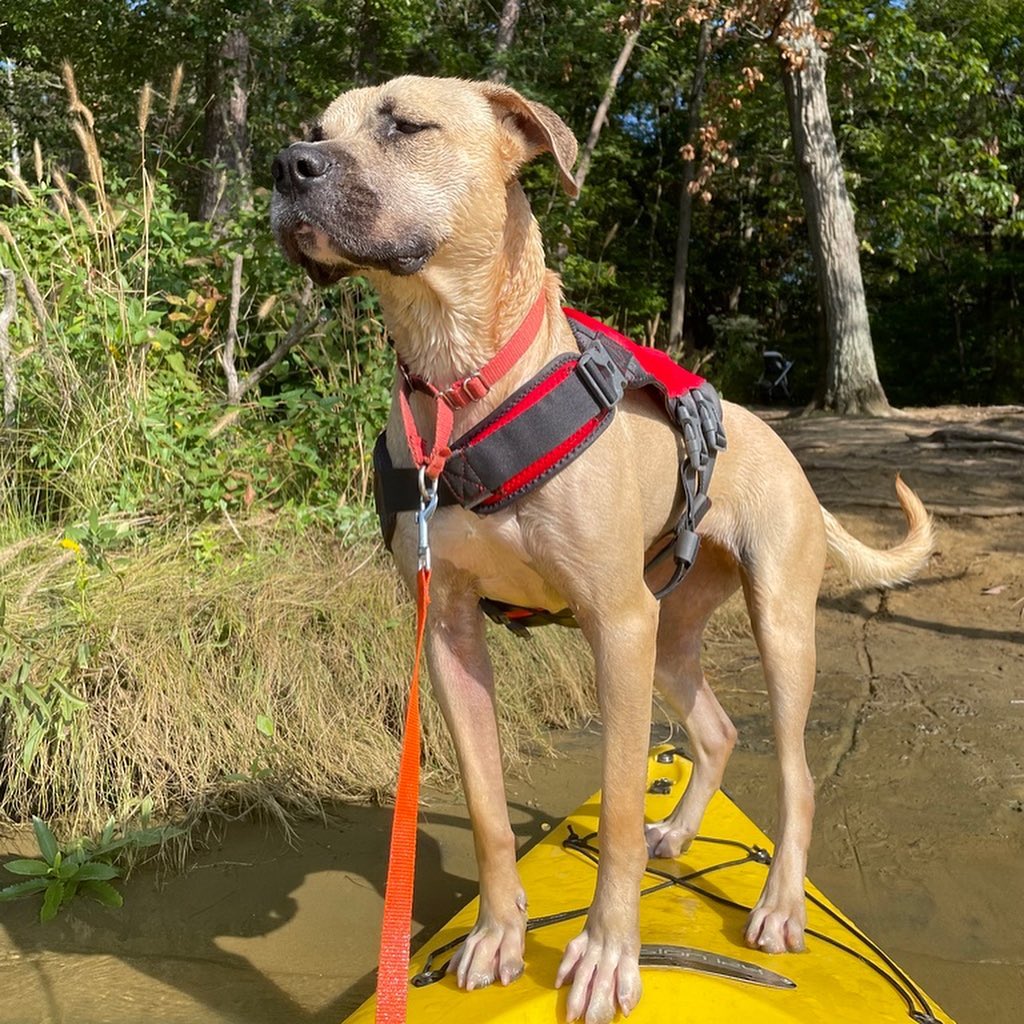 Are you an no active person looking for an active dog? Are you looking for a dog to join you on your trips to the river, lake, or beach? What about a pup to take on long hikes or for your daily run? Well I’m your gal! My name is Veela and I’m a 2 year old, 57 lb Shepherd mix who is looking for a family to call my own. I definitely need a family who will spoil me beause I’ve had a hard life so far. I like to have fun and have a fair amount of energy but nothing a couple long walks and some backyard time wouldn’t take care of. To learn more about me and how to adopt, go to the link in our bio!

<a target='_blank' href='https://www.instagram.com/explore/tags/adoptabledog/'>#adoptabledog</a> <a target='_blank' href='https://www.instagram.com/explore/tags/adoptdontshop/'>#adoptdontshop</a> <a target='_blank' href='https://www.instagram.com/explore/tags/opttoadopt/'>#opttoadopt</a> <a target='_blank' href='https://www.instagram.com/explore/tags/ophrescue/'>#ophrescue</a> <a target='_blank' href='https://www.instagram.com/explore/tags/savedogs/'>#savedogs</a> <a target='_blank' href='https://www.instagram.com/explore/tags/dogrescue/'>#dogrescue</a> <a target='_blank' href='https://www.instagram.com/explore/tags/rescuedogs/'>#rescuedogs</a> <a target='_blank' href='https://www.instagram.com/explore/tags/mustlovedogs/'>#mustlovedogs</a> <a target='_blank' href='https://www.instagram.com/explore/tags/rescuedismyfavoritebreed/'>#rescuedismyfavoritebreed</a> <a target='_blank' href='https://www.instagram.com/explore/tags/rescuedogsofinstagram/'>#rescuedogsofinstagram</a>
<a target='_blank' href='https://www.instagram.com/explore/tags/cutedog/'>#cutedog</a> <a target='_blank' href='https://www.instagram.com/explore/tags/dogsofinstagram/'>#dogsofinstagram</a> <a target='_blank' href='https://www.instagram.com/explore/tags/dogstagram/'>#dogstagram</a> <a target='_blank' href='https://www.instagram.com/explore/tags/doggie/'>#doggie</a> <a target='_blank' href='https://www.instagram.com/explore/tags/dogslife/'>#dogslife</a> <a target='_blank' href='https://www.instagram.com/explore/tags/rescuedogsrock/'>#rescuedogsrock</a>