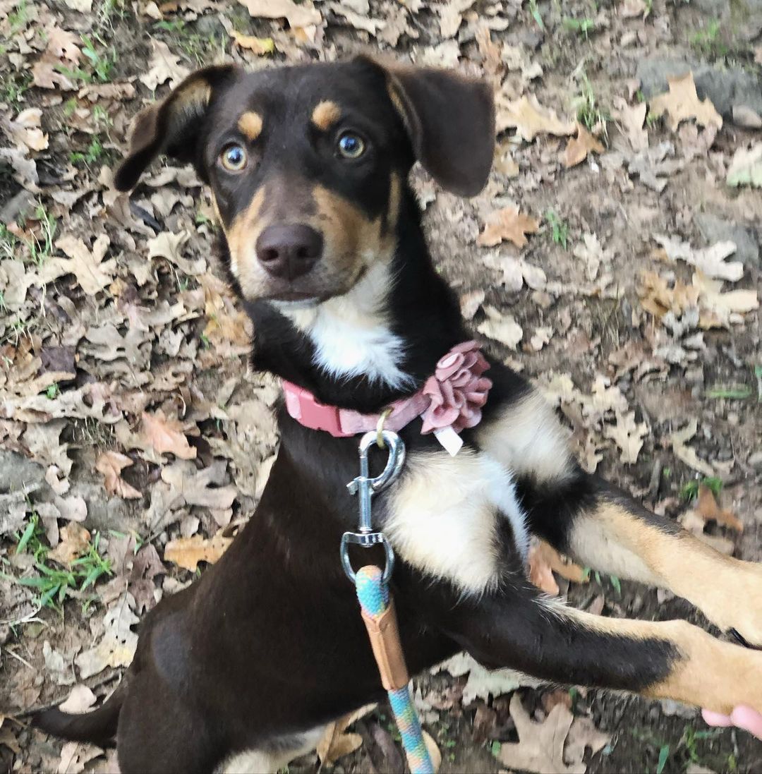 What’s that you say?? Looking for a little lady to add to your family? Well Daisy could be your girl! This 20 pound, 1 year old terrier mix is leash and house trained, great with dogs and kids, kennel trained, and equal parts playful and snuggly. She would make the perfect addition to just about any home! Apply on our website or DM us for more info!