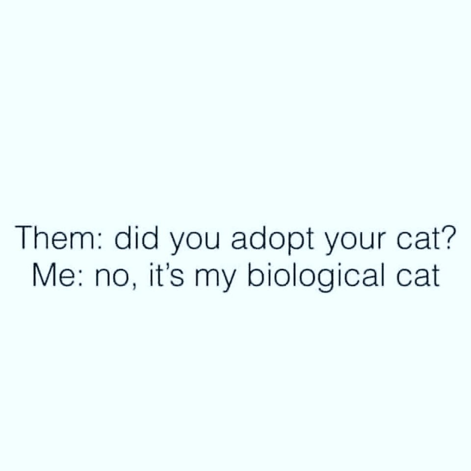 🐾🐾😹 <a target='_blank' href='https://www.instagram.com/explore/tags/LMNFelineRescue/'>#LMNFelineRescue</a> <a target='_blank' href='https://www.instagram.com/explore/tags/LMNRescue/'>#LMNRescue</a> <a target='_blank' href='https://www.instagram.com/explore/tags/LoveMeNow/'>#LoveMeNow</a> <a target='_blank' href='https://www.instagram.com/explore/tags/FosteringSavesLives/'>#FosteringSavesLives</a>❤️ <a target='_blank' href='https://www.instagram.com/explore/tags/BeAFoster/'>#BeAFoster</a> <a target='_blank' href='https://www.instagram.com/explore/tags/AdoptDontShop/'>#AdoptDontShop</a>❤️