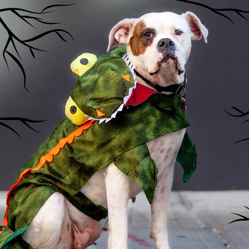 Treat yourself 🍭to a Halloween houseguest this weekend! 

Take home a dog 🐶 cat or 🐱kitten (depending on availability) for a Halloween 🎃 foster slumber party October 29-31st. With more foster homes, we can take in even more pets for adoption, PLUS you'll get a special 👻 guest to make feel at home before their big adoption day!

New to fostering? Fill out the dog or cat and kitten survey at bit.ly/BFUTFoster (DM us for a link) to get started and our team will match you with a pet depending on your schedule and time commitment. 

Fostered with us before? Email utahfoster@bestfriends.org.

🎃You may also visit our Lifesaving Center at 2005 S. 1100 E. in Salt Lake City October 29-30 from 12-6pm and October 31 from 12-4pm to pick a pet to short term foster over the weekend 🎃 

Learn more about our Salt Lake City foster program at bit.ly/BFUTFoster (DM us for a link).

<a target='_blank' href='https://www.instagram.com/explore/tags/SaveThemAll/'>#SaveThemAll</a> <a target='_blank' href='https://www.instagram.com/explore/tags/BestFriendsAnimalSociety/'>#BestFriendsAnimalSociety</a> <a target='_blank' href='https://www.instagram.com/explore/tags/adoptdontshop/'>#adoptdontshop</a> <a target='_blank' href='https://www.instagram.com/explore/tags/Utah/'>#Utah</a> <a target='_blank' href='https://www.instagram.com/explore/tags/SLC/'>#SLC</a> <a target='_blank' href='https://www.instagram.com/explore/tags/SaltLakeCity/'>#SaltLakeCity</a> <a target='_blank' href='https://www.instagram.com/explore/tags/BestFriendsUtah/'>#BestFriendsUtah</a> <a target='_blank' href='https://www.instagram.com/explore/tags/fosteringsaveslives/'>#fosteringsaveslives</a> <a target='_blank' href='https://www.instagram.com/explore/tags/fosterpet/'>#fosterpet</a> <a target='_blank' href='https://www.instagram.com/explore/tags/foster/'>#foster</a> <a target='_blank' href='https://www.instagram.com/explore/tags/catfoster/'>#catfoster</a> <a target='_blank' href='https://www.instagram.com/explore/tags/dogfoster/'>#dogfoster</a> <a target='_blank' href='https://www.instagram.com/explore/tags/kittenfoster/'>#kittenfoster</a> <a target='_blank' href='https://www.instagram.com/explore/tags/BestFriendsSLC/'>#BestFriendsSLC</a> <a target='_blank' href='https://www.instagram.com/explore/tags/NKUT/'>#NKUT</a>