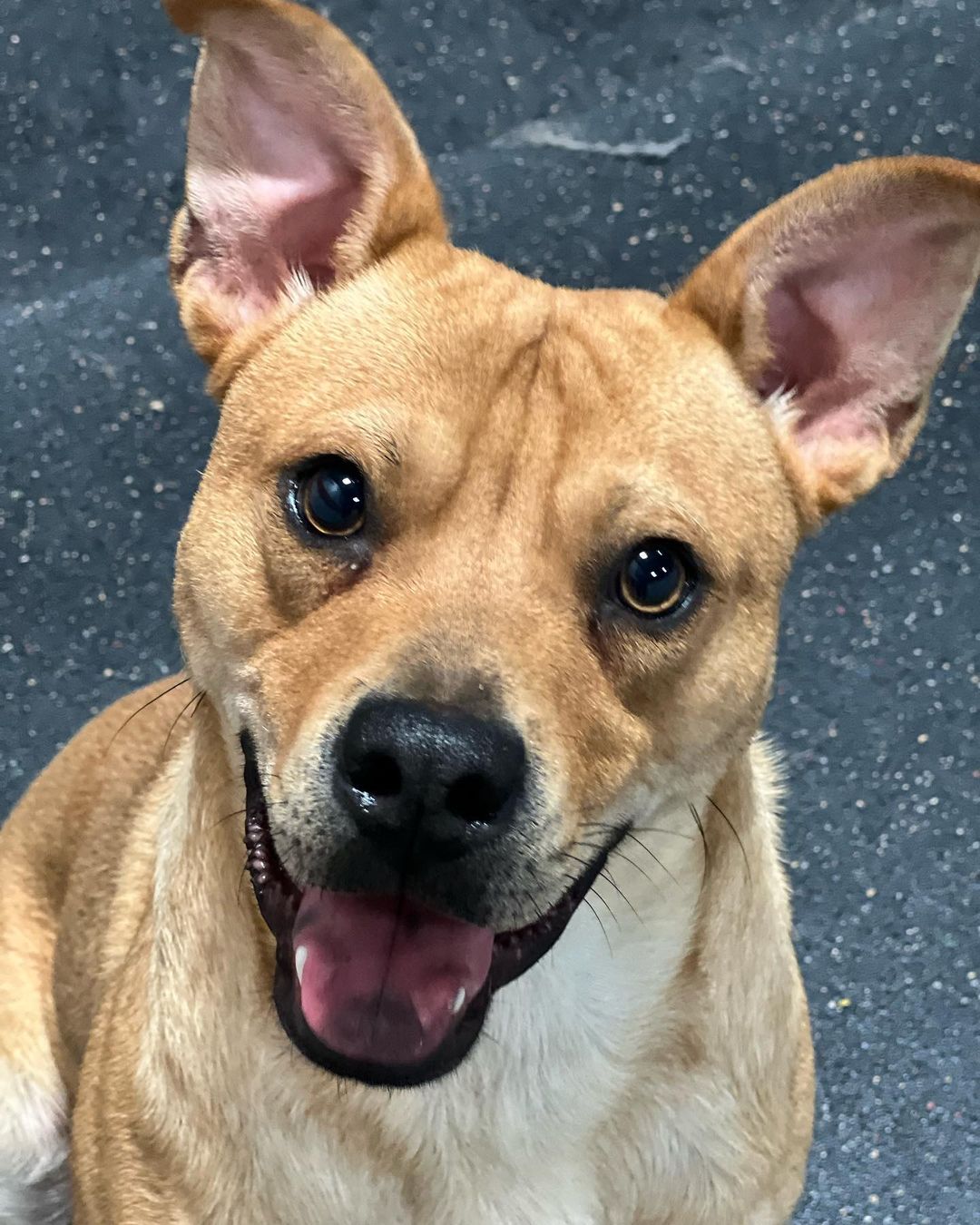 <a target='_blank' href='https://www.instagram.com/explore/tags/adoptme/'>#adoptme</a> Our boy Apple with the puppy hops 🥺🐾
•
Apple is available for adoption and is 11 months old and. He is a chowchow/pit mix and BEYOND smart. He wants to learn more and more everyday in any way he can bond with his family. Apple does great with kids, people, other dogs and cats (but definitely needs to learn that not everyone wants to play 🤣) 
•
To apply for apple please email us & fill out our adoption application