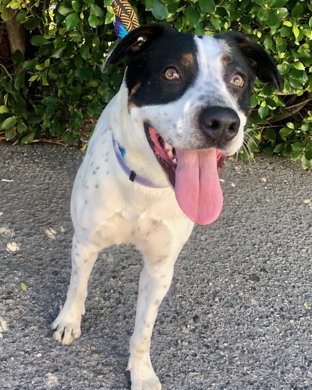 PET ADOPTION ALERT: Nike is a 1 year old male pointer mix available for adoption. He has a lot of energy and need an active adopter who can provide him with adequate daily exercise. He would be a great running or hiking partner. He does need some work walking on the leash as he will sometimes likes to chase after trucks. He is dog selective and prefers females dogs. He needs a home with a yard. He is neutered, microchipped and vaccinated. He weighs approx 45 lbs Apply online http://ow.ly/LdDF50DXKiV <a target='_blank' href='https://www.instagram.com/explore/tags/adoptdontshop/'>#adoptdontshop</a> <a target='_blank' href='https://www.instagram.com/explore/tags/petfoster/'>#petfoster</a> <a target='_blank' href='https://www.instagram.com/explore/tags/foreverhomes/'>#foreverhomes</a> <a target='_blank' href='https://www.instagram.com/explore/tags/lovedogs/'>#lovedogs</a> <a target='_blank' href='https://www.instagram.com/explore/tags/petadoption/'>#petadoption</a>