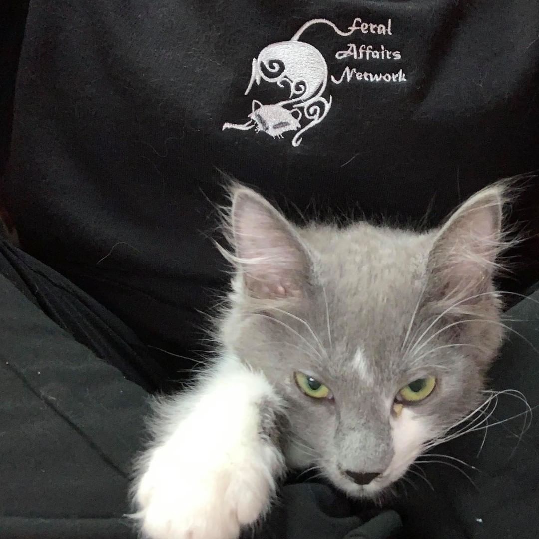 Grady doing his best FAN logo lookalike pose at KittenPalooza (hurry & reserve your spot to play with KITTENS ‘cuz space is limited & they’re all SO DARNED CUTE!)

http://www.catnipcatcafe.com

<a target='_blank' href='https://www.instagram.com/explore/tags/bluesteel/'>#bluesteel</a>  <a target='_blank' href='https://www.instagram.com/explore/tags/supportFAN/'>#supportFAN</a> <a target='_blank' href='https://www.instagram.com/explore/tags/adoptFAN/'>#adoptFAN</a> <a target='_blank' href='https://www.instagram.com/explore/tags/vogue/'>#vogue</a> <a target='_blank' href='https://www.instagram.com/explore/tags/strikeapose/'>#strikeapose</a>