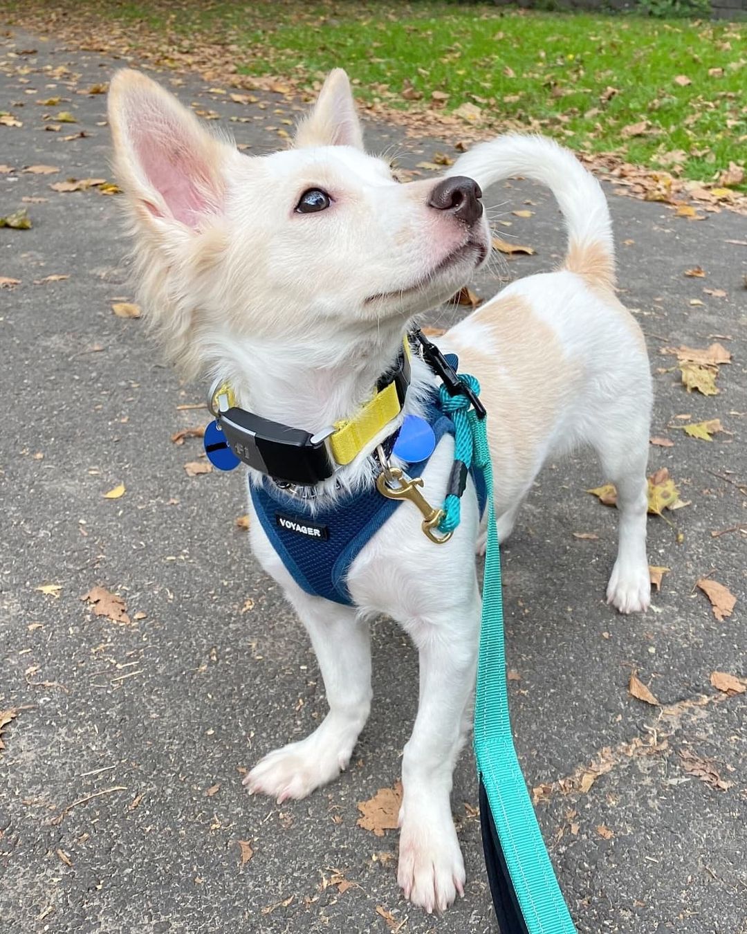 They don’t get any sweeter than Somang! 💗 He’s a 6-month-old male Jindo mix and weighs about 12 pounds. Somang was rescued from the Seoul city shelter. He’s potty trained and doing well with crate training. Somang is best described as outgoing, friendly, energetic, happy-go-lucky, and sweet. He’s a confident, curious walker and likes to stop to sniff (and sometimes lick!) leaves. 🍂 Somang is very affectionate and loves being around people. He’s also a quick learner and knows the “Sit” command! If Somang sounds like the dog you’ve been looking for, apply to adopt!

🐕 On a case-by-case basis, we accept applications from residents living within 30-miles of NYC and certain areas within CT, PA, D.C., MD, and MA. Check koreank9rescue.org/adopt for more details! 📝⁠⁠⁠⁠⁠⁠⁠⁠⁠⁠⁠⁠⁠

<a target='_blank' href='https://www.instagram.com/explore/tags/jindo/'>#jindo</a> <a target='_blank' href='https://www.instagram.com/explore/tags/adoptmenyc/'>#adoptmenyc</a> <a target='_blank' href='https://www.instagram.com/explore/tags/nyc/'>#nyc</a> <a target='_blank' href='https://www.instagram.com/explore/tags/korea/'>#korea</a> <a target='_blank' href='https://www.instagram.com/explore/tags/adoptme/'>#adoptme</a> <a target='_blank' href='https://www.instagram.com/explore/tags/adoptmeplease/'>#adoptmeplease</a> <a target='_blank' href='https://www.instagram.com/explore/tags/koreank9rescue/'>#koreank9rescue</a> <a target='_blank' href='https://www.instagram.com/explore/tags/kk9r/'>#kk9r</a> <a target='_blank' href='https://www.instagram.com/explore/tags/spay/'>#spay</a> <a target='_blank' href='https://www.instagram.com/explore/tags/neuter/'>#neuter</a> <a target='_blank' href='https://www.instagram.com/explore/tags/rescueismyfavoritebreed/'>#rescueismyfavoritebreed</a> <a target='_blank' href='https://www.instagram.com/explore/tags/rescuedog/'>#rescuedog</a> <a target='_blank' href='https://www.instagram.com/explore/tags/everydogdeserveslove/'>#everydogdeserveslove</a> <a target='_blank' href='https://www.instagram.com/explore/tags/showlovekorea/'>#showlovekorea</a>