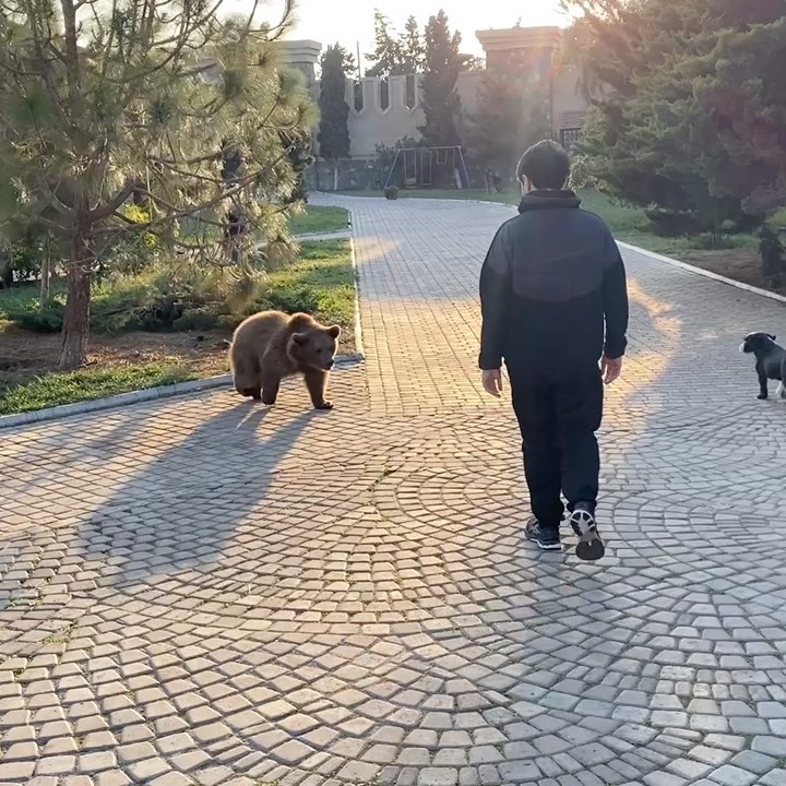 Нужна помощь❗️❗️❗️

Максимальный репост❗️❗️❗️

В данный момент на попечении нашего приюта @goodworld.shelter находятся 300+ собак, 10 медведей, 20+ кошек и у нас катастрофически большие расходы на питание животных. В месяц на обеспечение питанием всех наших животных требуется более 30-ти тысячи манат и это для нас порой становиться неподъёмной суммой. Сухие и жидкие корма, а так же различные паштеты составляют 50% рациона наших животных и используем мы итальянскую линию кормов “Gemoon”, которые покупаем за свою цену благодаря нашему дорогому другу @_aliyevanaila_ . 

В текущий период, за уходящий месяц мы должны за корма в @doggie_couture около 10-ти тысячи манат и максимум в первых числах Ноября долг должен быть погашен.

Мы призываем частный сектор, предпринимателей, бизнес сектор и компании отреагировать на данный пост и оказать нам поддержку в обеспечении едой стольких живых существ. Продолжать делать это силами общественности не представляется возможным и поэтому у нас копятся долги.

Желающие помочь нам в оплате долгов за корма животным, а так же лица и структуры, желающие оказать поддержку в дальнейшем обеспечении животных необходимым питанием могут связываться на прямую с @_aliyevanaila_  или с нами по номерам:

+994 50 770 67 37

+994 51 333 33 96

Так же предоставляем наши реквизиты для каждого желающего оказать нам посильную поддержку:

✅Bank Respublika

Номер счёта: 380194400257664801
Номер серии паспорта:05022601

✳️Card2Card: 5335 9935 0295 8870 .

Срок действия карты 03/24

Имя: Zemfira Aghayeva 
.
✅Сбербанк

Номер карты:
5469 3800 7354 2051 
Номер телефона:
+7926-563-62-63 

Карта на имя: Гамет Шакир Г.

✅PayPal: contact@gwarp.org 

✅Venmo:@GWARP 

✅Patreon в bio