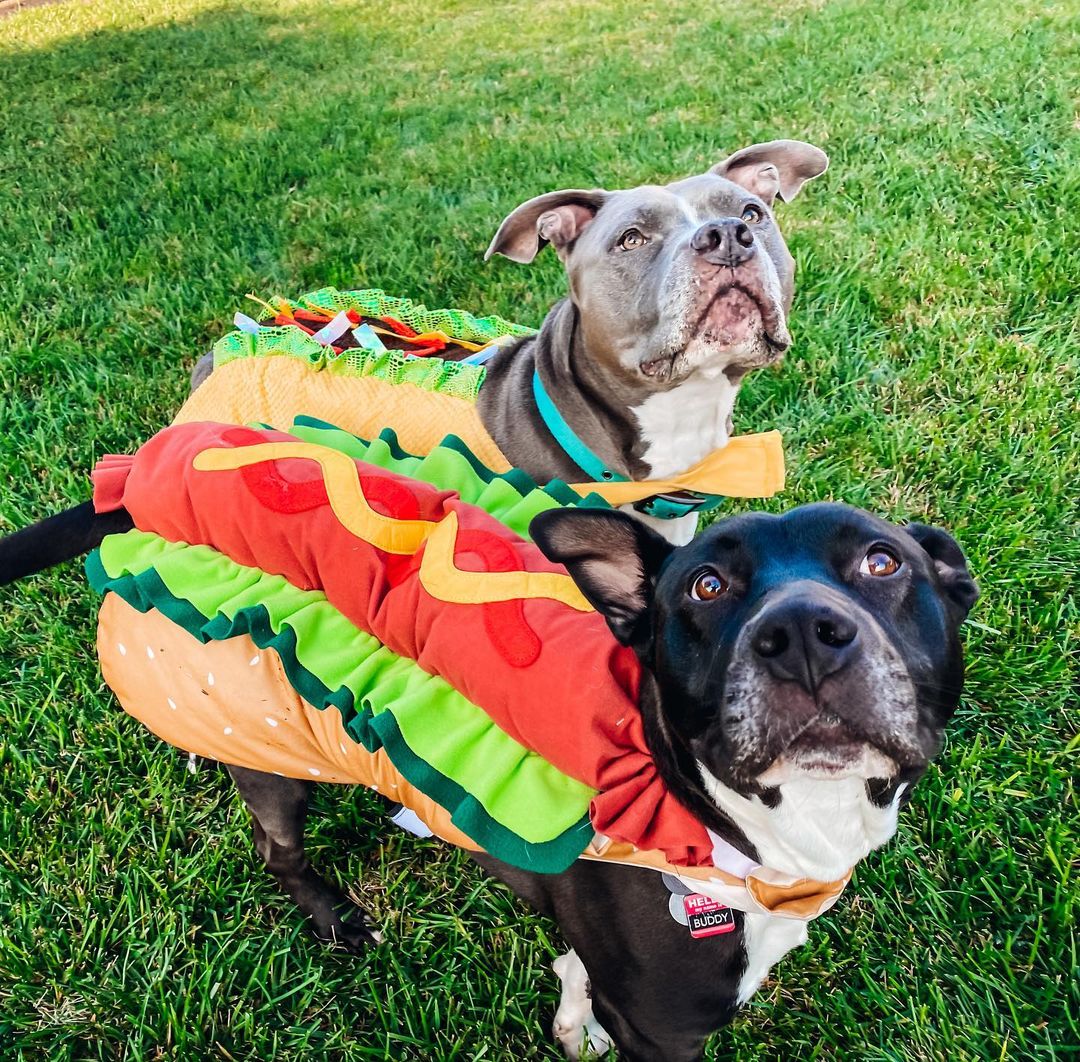 Can we take a moment a taco-bout how cute that hot-dog is? 

Buddy is enjoying his adopted life with his sister, Izzy! Soaking up the attention and looking forward to doing tricks for treats tomorrow!
.
.
.
<a target='_blank' href='https://www.instagram.com/explore/tags/adoptedlife/'>#adoptedlife</a> <a target='_blank' href='https://www.instagram.com/explore/tags/adoptdontshop/'>#adoptdontshop</a> <a target='_blank' href='https://www.instagram.com/explore/tags/muttsinneedalumni/'>#muttsinneedalumni</a> <a target='_blank' href='https://www.instagram.com/explore/tags/dogsofnewportbeach/'>#dogsofnewportbeach</a> <a target='_blank' href='https://www.instagram.com/explore/tags/dogsofyorbalinda/'>#dogsofyorbalinda</a> <a target='_blank' href='https://www.instagram.com/explore/tags/dontbullymybreed/'>#dontbullymybreed</a> <a target='_blank' href='https://www.instagram.com/explore/tags/dogswhodressup/'>#dogswhodressup</a> <a target='_blank' href='https://www.instagram.com/explore/tags/halloween2021/'>#halloween2021</a> <a target='_blank' href='https://www.instagram.com/explore/tags/muttsinneed/'>#muttsinneed</a>