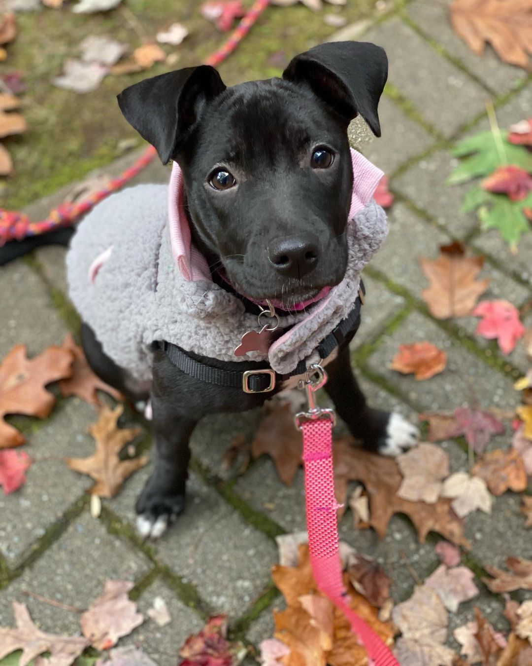 <a target='_blank' href='https://www.instagram.com/explore/tags/adopted/'>#adopted</a> Our Fenwick (once Hershey) Girl is ready for Halloween with her furever family 😍🎃