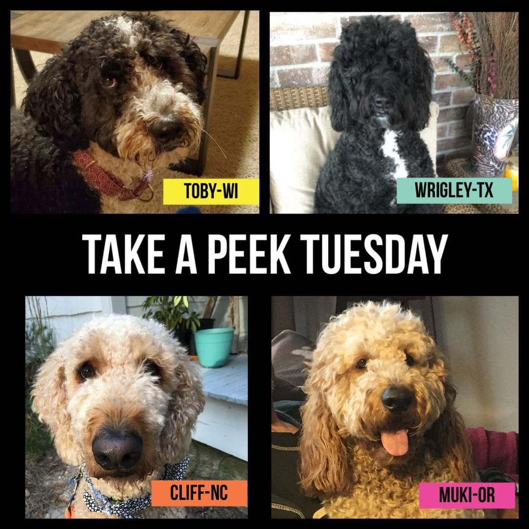 🌟Happy TAKE A PEEK TUESDAY!🌟

Over the next couple of weeks you will be learning more about all these sweet souls as we learn more about them and individually post them on Petfinder, Facebook, and Instagram. Make sure you are following along to learn more.

Introducing you to:
💛 Toby-WI
💙 Wrigley-TX
🧡 Cliff-NC
💗 Muki-OR

All dogs are being vetted and evaluated while in their foster homes to determine the best type of homes for their future success. After these initials evaluations are complete they will be listed for adoption. Thank you in advance for your patience! 

🛑✋🏼Not available for adoption yet! Please NO early applications. They will not be accepted or considered. It’s important to know about the dog, their requirements, etc. before applying. Keep an eye on our page and turn on Petfinder alerts to not miss any of our available dogs: www.Doodles.Petfinder.com > View our Pets > Save Search. The listings will also be posted here and www.idogrescue.com and our Instagram page.