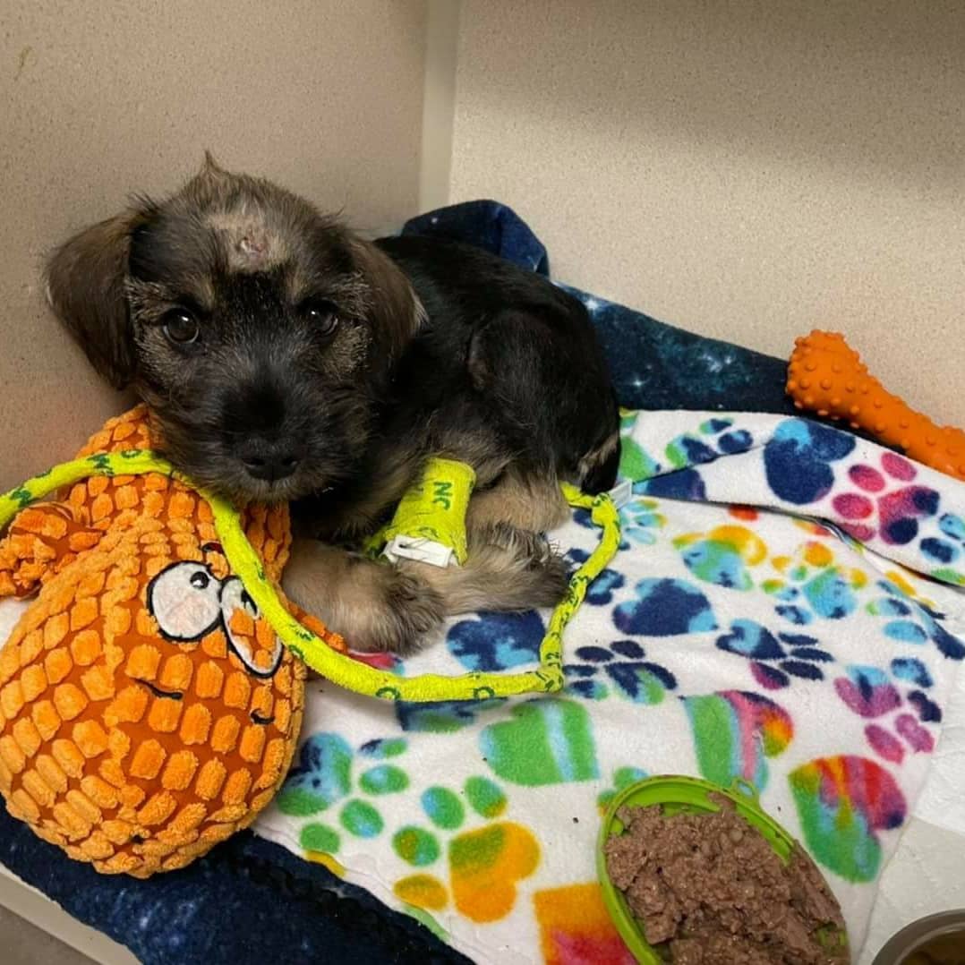 Young Schultz was abandoned at the emergency hospital he was brought to after he was diagnosed with parvo🤕🤒🤢. When his family failed to come back for him, we were called and asked if we would continue his care. We did so immediately and after 5 days of 24 hour love❤ and care👩‍⚕️ and treatment💊🩺🏥 he bounced back to being a healthy and happy boy. We mean bounce literally here, dude is made of springs. He became a super sweet and affectionate🤗🥰 puppy and was able to be adopted into a wonderful home and he will never be abandoned again. Your donations will help us save injured and sick animals that would otherwise not be saved. In this last week of October, your donation will be doubled, please donate today. Every dollar helps. 
.
A huge thank you to everyone that has already donated to help get us closer to our goal of $20,000. We aren't there yet, more work still to do.  It may sound like a lot of money, but this work is expensive and we operate solely from donations. 
.
@weratedogs @idogsplanet @myfurrymates @the_petpeople @aidinganimals_ <a target='_blank' href='https://www.instagram.com/explore/tags/medicalrescue/'>#medicalrescue</a> <a target='_blank' href='https://www.instagram.com/explore/tags/rescue/'>#rescue</a> <a target='_blank' href='https://www.instagram.com/explore/tags/doglovers/'>#doglovers</a> <a target='_blank' href='https://www.instagram.com/explore/tags/parvosurvivor/'>#parvosurvivor</a> <a target='_blank' href='https://www.instagram.com/explore/tags/parvobaby/'>#parvobaby</a> <a target='_blank' href='https://www.instagram.com/explore/tags/parvosucks/'>#parvosucks</a> <a target='_blank' href='https://www.instagram.com/explore/tags/carma_oc_rescue/'>#carma_oc_rescue</a> <a target='_blank' href='https://www.instagram.com/explore/tags/animalrescue/'>#animalrescue</a> <a target='_blank' href='https://www.instagram.com/explore/tags/orangecounty/'>#orangecounty</a> <a target='_blank' href='https://www.instagram.com/explore/tags/missionviejo/'>#missionviejo</a> <a target='_blank' href='https://www.instagram.com/explore/tags/socal/'>#socal</a> <a target='_blank' href='https://www.instagram.com/explore/tags/adoptdontshop/'>#adoptdontshop</a> <a target='_blank' href='https://www.instagram.com/explore/tags/adopted/'>#adopted</a> <a target='_blank' href='https://www.instagram.com/explore/tags/fundraiser/'>#fundraiser</a>