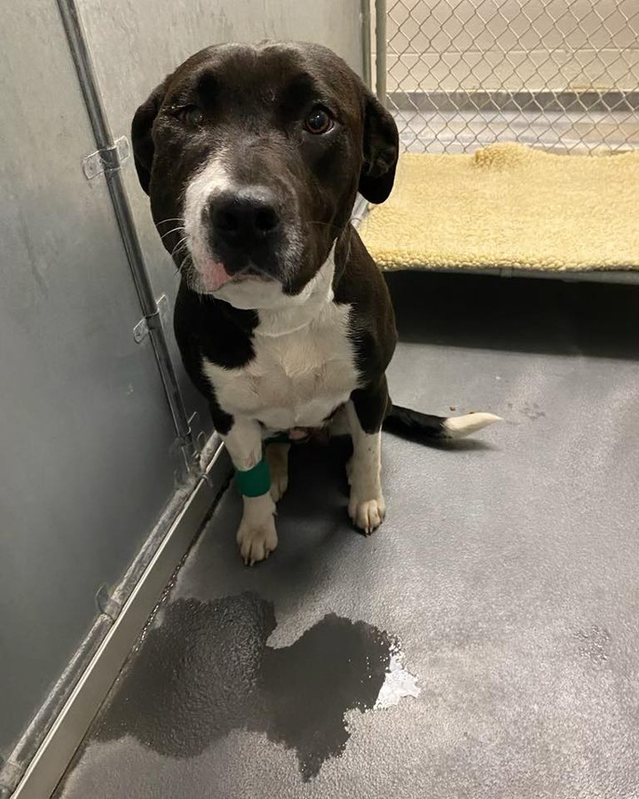LAPWAI - this dog was picked up in Lapwai with some injuries and is at WSU currently. Please, contact us if you know this sweetheart.