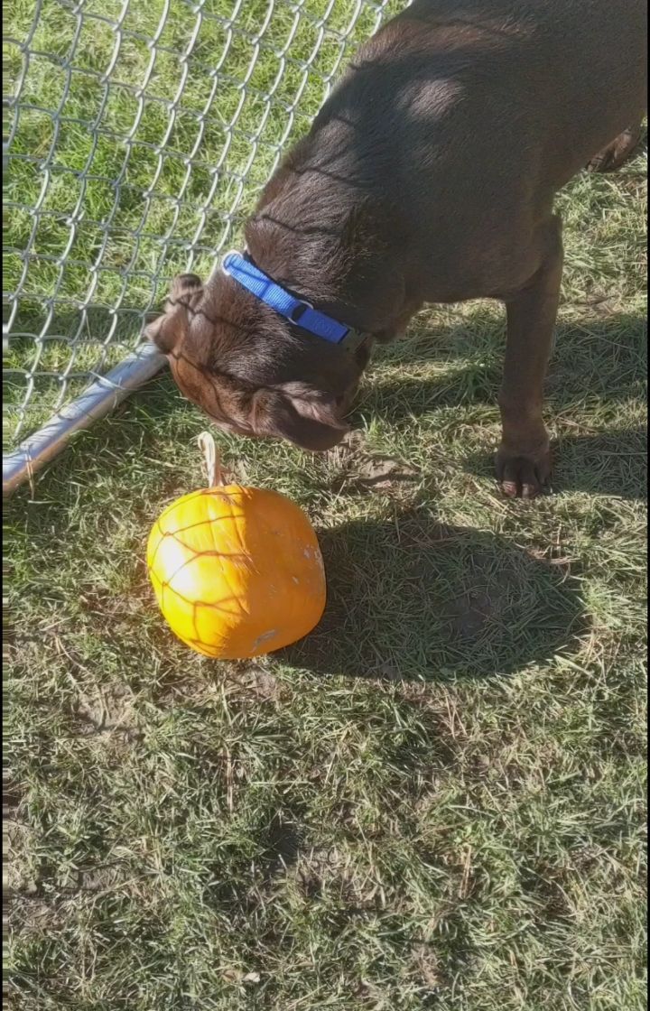 HERE COMES BUDDY! This is Buddy. Buddy is over our Halloween festivities and says, 