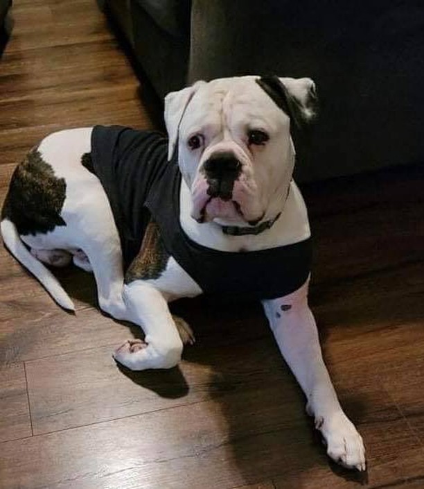 🚨URGENT FOSTER NEEED🚨3 yr old American Bulldog-will be 4 in Jan. Good with other dogs, loves kids, a little shy with new people, but warms up-just didn’t get tons of socializing when he was younger.  Up to date on shots and will need to be neutered.  Loves ice cream, walks and car rides!! 🚘 🍦 

🌟Who can step up and save this guy so he does not end up at AC or worse in wrong hands!🌈

Foster or Foster to adopt application here:
👉￼ https://www.shelterluv.com/matchme/adopt/LKR/Dog