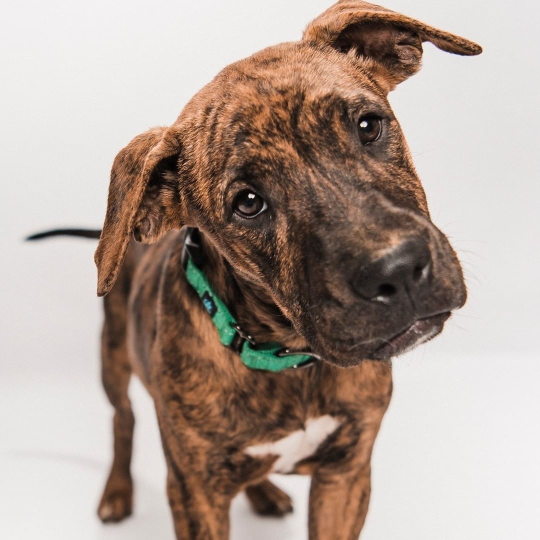 Please give a warm welcome to the newest additions to the <a target='_blank' href='https://www.instagram.com/explore/tags/AFP/'>#AFP</a> pack: Tucker (black) and Tyson! (brindle) These lovable sweethearts are about 5-6 months old  and can't wait to meet you! How could anyone possibly resist this beautiful brother duo?

📸: @hannah.humane