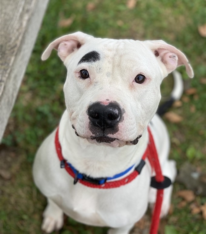 Pretty Penny 😍 

<a target='_blank' href='https://www.instagram.com/explore/tags/adopt/'>#adopt</a> <a target='_blank' href='https://www.instagram.com/explore/tags/adoptme/'>#adoptme</a> <a target='_blank' href='https://www.instagram.com/explore/tags/dog/'>#dog</a> <a target='_blank' href='https://www.instagram.com/explore/tags/dogsofinstagram/'>#dogsofinstagram</a> <a target='_blank' href='https://www.instagram.com/explore/tags/dogs/'>#dogs</a> <a target='_blank' href='https://www.instagram.com/explore/tags/doggo/'>#doggo</a> <a target='_blank' href='https://www.instagram.com/explore/tags/pitbull/'>#pitbull</a> <a target='_blank' href='https://www.instagram.com/explore/tags/pibble/'>#pibble</a> <a target='_blank' href='https://www.instagram.com/explore/tags/shelter/'>#shelter</a> <a target='_blank' href='https://www.instagram.com/explore/tags/shelterdog/'>#shelterdog</a> <a target='_blank' href='https://www.instagram.com/explore/tags/shelterdogsrock/'>#shelterdogsrock</a> <a target='_blank' href='https://www.instagram.com/explore/tags/adoptdontshop/'>#adoptdontshop</a> <a target='_blank' href='https://www.instagram.com/explore/tags/cute/'>#cute</a> <a target='_blank' href='https://www.instagram.com/explore/tags/penny/'>#penny</a> <a target='_blank' href='https://www.instagram.com/explore/tags/happy/'>#happy</a> <a target='_blank' href='https://www.instagram.com/explore/tags/columbus/'>#columbus</a> <a target='_blank' href='https://www.instagram.com/explore/tags/614/'>#614</a> <a target='_blank' href='https://www.instagram.com/explore/tags/61fur/'>#61fur</a>