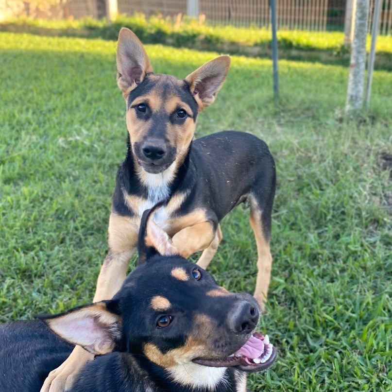 Margot and DeeDee love to play together 💛