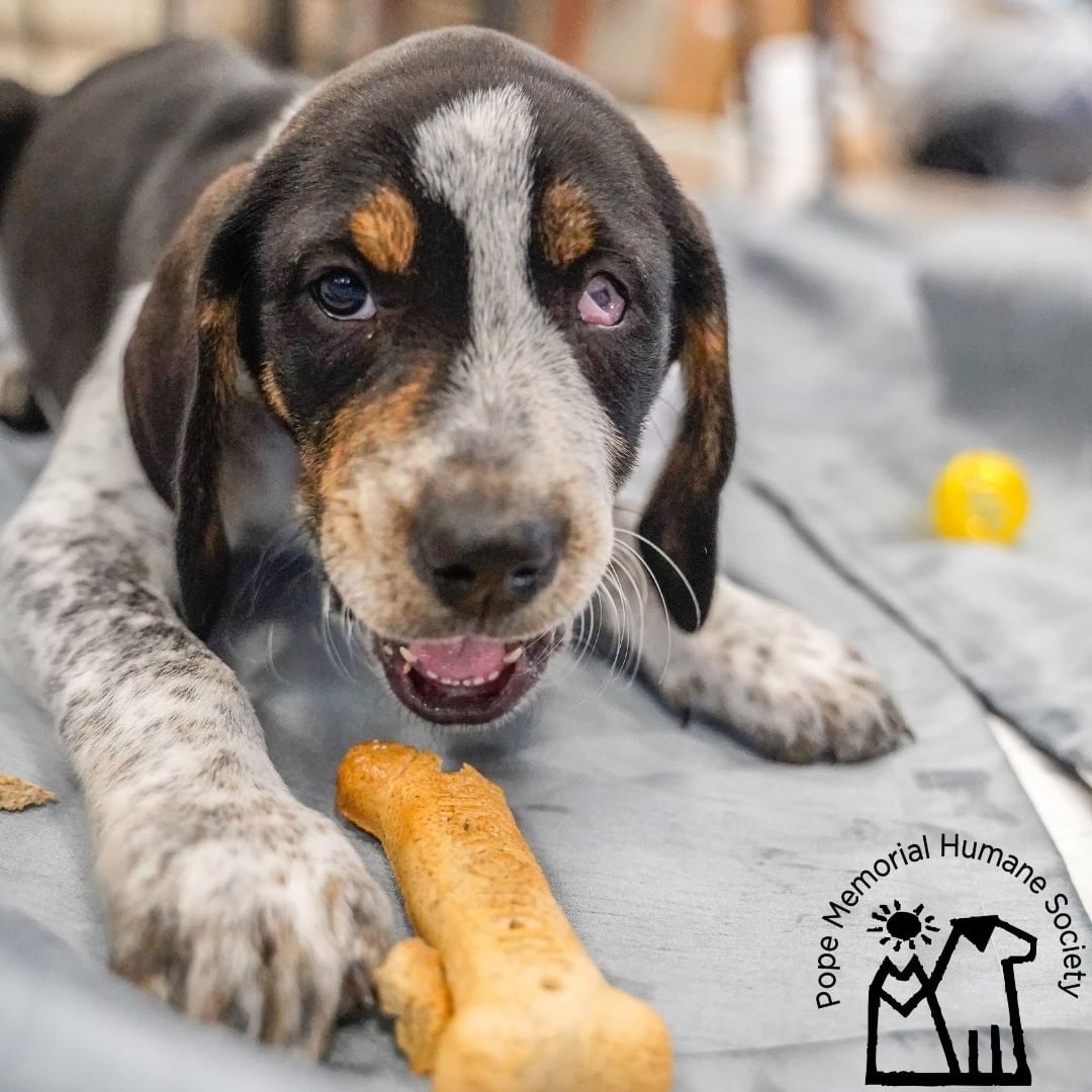 It's time for a round of name that puppy! Pope Memorial Humane Society has three hound puppy brothers looking for names. Let's have some fun. Post your name suggestions as comments below. One name per comment, please! The comments with the most likes/loves (between Facebook and Instagram) will be chosen as puppy names! Winning names will be announced next week!

A few things to consider.
1. Let's keep this family friendly.
2. Don't forget to 