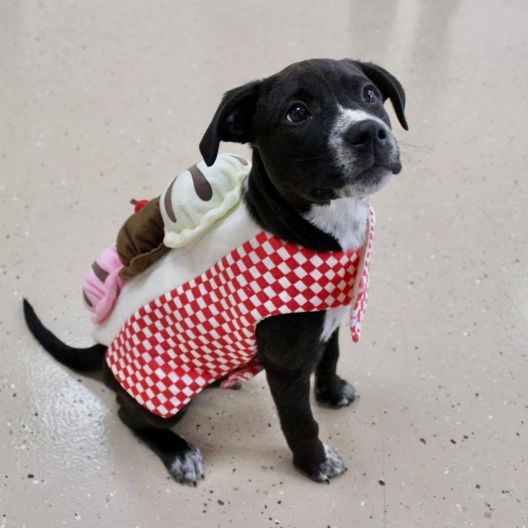 Happy Halloween from Reach Rescue🎃👻🐾
Adoptables got ready for the big day at yesterday’s adoption event. How cute do they look?! Let us know who your favorite is in the comments🤠

1. Bruce Lee the Cowboy
2. Paisley as Piglet
3. Journey the Unicorn
4. Axel as Eeyore
5. Buffy the Mermaid
6. Jason the Ice Cream Sundae
7. Freddy the Hot Dog
8. Kayak the Pumpkin 
9. Clara the Pig
10. Pearson the Dragon