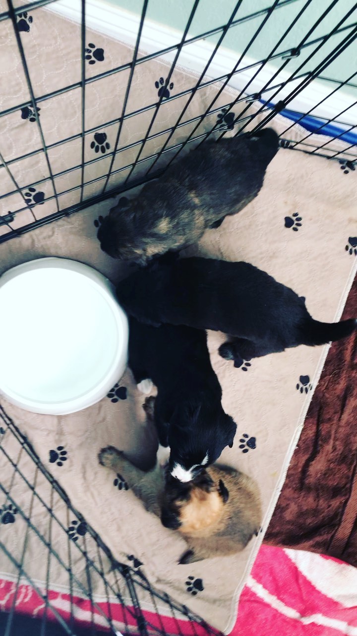 Happy Thursday! Pepper’s puppies are more mobile every day & starting to play & “talk” to each other.  This weekend we start structuring their meal times & try some stinky gruel rotating with mom milk & begin potty training!  Momma 🌶 Pepper 🌶 is relieved 🤣These kiddos will be ready to go home starting 12/11/2021 we will be taking their glamour shots for @petfinder postings this weekend❤️ <a target='_blank' href='https://www.instagram.com/explore/tags/adopt/'>#adopt</a> <a target='_blank' href='https://www.instagram.com/explore/tags/rescue/'>#rescue</a> <a target='_blank' href='https://www.instagram.com/explore/tags/bordercolliesofinstagram/'>#bordercolliesofinstagram</a> <a target='_blank' href='https://www.instagram.com/explore/tags/fosteringisfun/'>#fosteringisfun</a> <a target='_blank' href='https://www.instagram.com/explore/tags/fosterpuppies/'>#fosterpuppies</a> <a target='_blank' href='https://www.instagram.com/explore/tags/subarudogs/'>#subarudogs</a> <a target='_blank' href='https://www.instagram.com/explore/tags/zoomdogs/'>#zoomdogs</a> <a target='_blank' href='https://www.instagram.com/explore/tags/subarupacific/'>#subarupacific</a> <a target='_blank' href='https://www.instagram.com/explore/tags/gonetothedogsrescue/'>#gonetothedogsrescue</a> <a target='_blank' href='https://www.instagram.com/explore/tags/theunderdogs/'>#theunderdogs</a> <a target='_blank' href='https://www.instagram.com/explore/tags/fosteringsaveslives/'>#fosteringsaveslives</a>