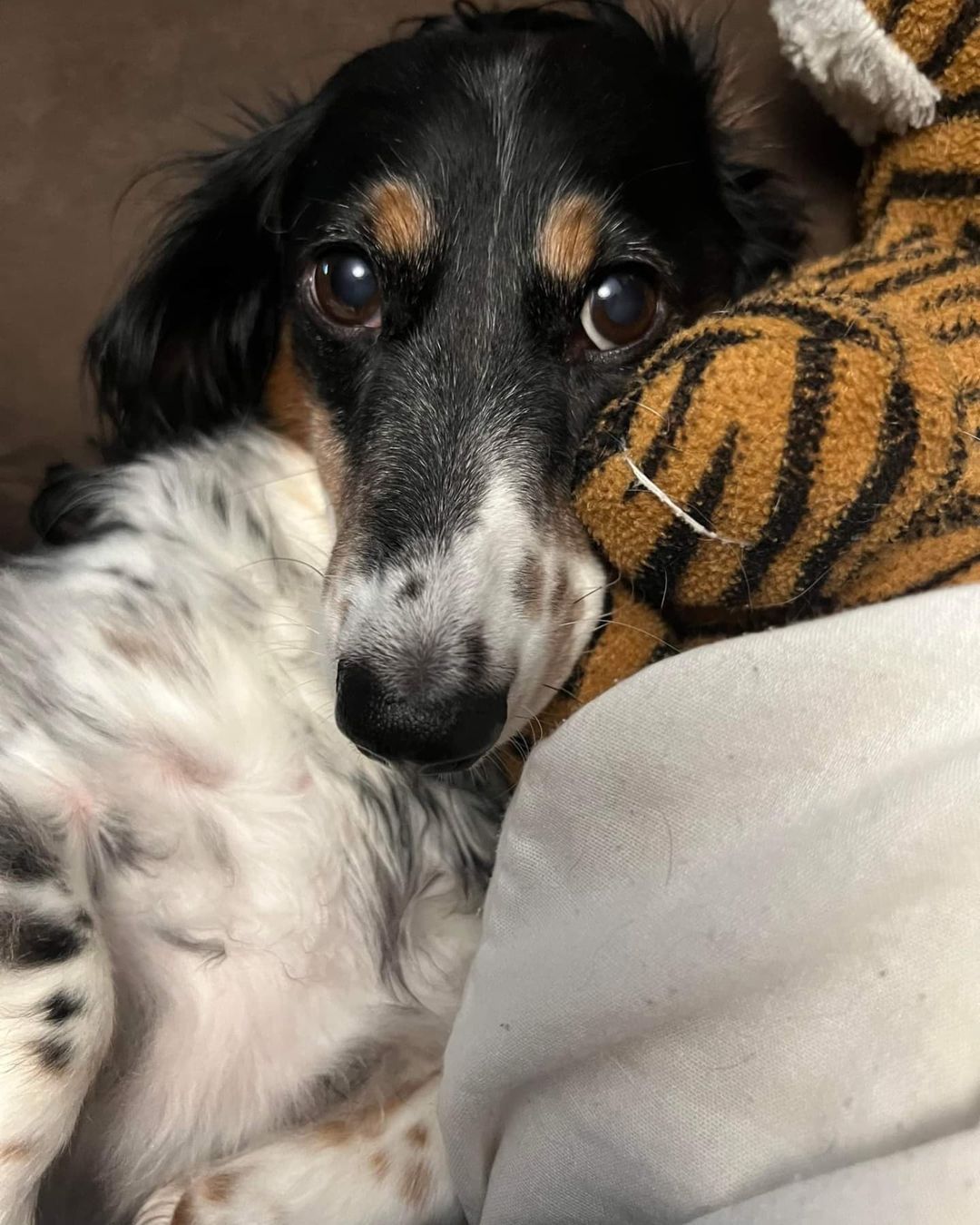 Happy Friday from Remington 🖤 
<a target='_blank' href='https://www.instagram.com/explore/tags/piebalddachshund/'>#piebalddachshund</a> <a target='_blank' href='https://www.instagram.com/explore/tags/longhairdachshund/'>#longhairdachshund</a> <a target='_blank' href='https://www.instagram.com/explore/tags/dachshundsofinstagram/'>#dachshundsofinstagram</a> <a target='_blank' href='https://www.instagram.com/explore/tags/doxiesofinstagram/'>#doxiesofinstagram</a> <a target='_blank' href='https://www.instagram.com/explore/tags/rescueddogsofinstagram/'>#rescueddogsofinstagram</a> <a target='_blank' href='https://www.instagram.com/explore/tags/seattledogsofinstagram/'>#seattledogsofinstagram</a> <a target='_blank' href='https://www.instagram.com/explore/tags/dachshund/'>#dachshund</a> <a target='_blank' href='https://www.instagram.com/explore/tags/doxielove/'>#doxielove</a> <a target='_blank' href='https://www.instagram.com/explore/tags/doxies/'>#doxies</a> <a target='_blank' href='https://www.instagram.com/explore/tags/foster/'>#foster</a> <a target='_blank' href='https://www.instagram.com/explore/tags/adoptdontshop/'>#adoptdontshop</a> <a target='_blank' href='https://www.instagram.com/explore/tags/adopt/'>#adopt</a> <a target='_blank' href='https://www.instagram.com/explore/tags/dogsofinstagram/'>#dogsofinstagram</a> <a target='_blank' href='https://www.instagram.com/explore/tags/weenie/'>#weenie</a> <a target='_blank' href='https://www.instagram.com/explore/tags/eyes/'>#eyes</a> <a target='_blank' href='https://www.instagram.com/explore/tags/onepawatatime/'>#onepawatatime</a>