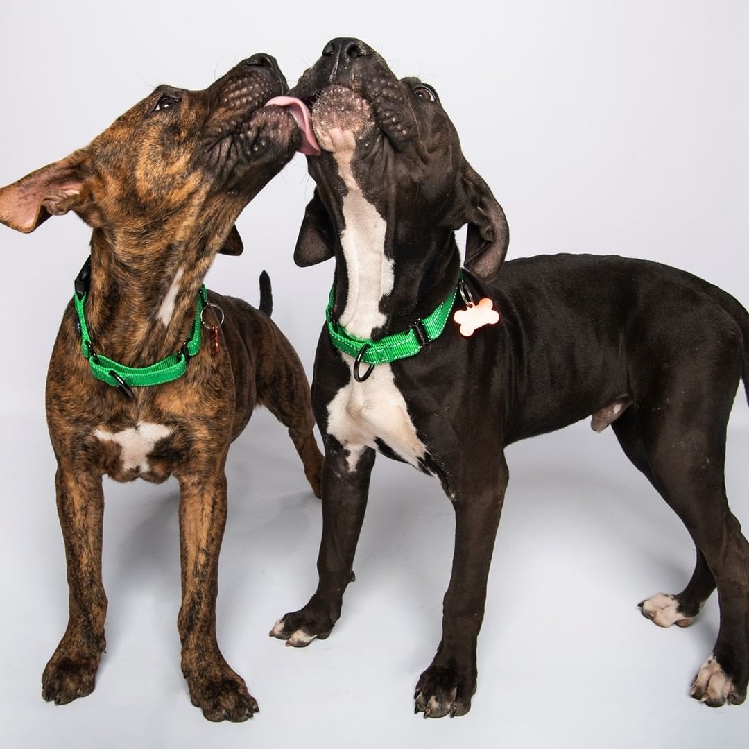 Please give a warm welcome to the newest additions to the <a target='_blank' href='https://www.instagram.com/explore/tags/AFP/'>#AFP</a> pack: Tucker (black) and Tyson! (brindle) These lovable sweethearts are about 5-6 months old  and can't wait to meet you! How could anyone possibly resist this beautiful brother duo?

📸: @hannah.humane