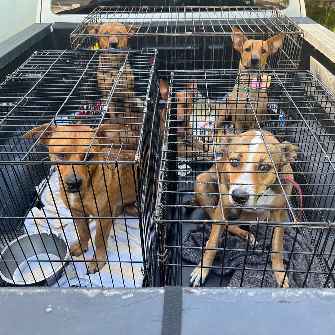 Last weekend we did a thing, a big thing!!! We sponsored a <a target='_blank' href='https://www.instagram.com/explore/tags/spayandneueter/'>#spayandneueter</a> with our friend @toothandhoney, that was hosted by the AMAZING women who run @thepuertoricodogfund. Together we got 64 dogs and cats fixed, 46 being females which is huge!!! This 2 day clinic helped prevent soooooooo many “unwanted” puppies and kittens that would have likely ended up neglected and on the street, eventually creating even more “unwanted” dogs and cats. Spay & neuter is the only way to address the core of the issue, and we are so grateful to be teaming up with such awesome humans to make it happen. 

A huge thank you to co-sponsor @toothandhoney for joining forces and making it possible for this to be a 2 day clinic, to the kick ass humans behind @thepuertoricodogfund who brought this all to life, and busted their butts on the ground out in PR making it all happen, and we’d also like to give a shout out to our long time supporter @siriusorbit for contributing $500 to another one of our clinics. Team work really and truly makes the dream work, and shoot-dang, we got ourselves one pretty incredible one! 🙏🏼😎 

We will be co-hosting another clinic in Mexico next month, and with your support will be able to keep up this momentum! For $5 Friday please consider donating a few bucks towards our spay & neuter fund, or if you have a business that would be interested in a partial sponsorship please contact us at info@northwestdogproject.org with “spay & neuter” in the subject line. ♥️ 

Venmo: nwdpOR 
PayPal: donations@northwestdogproject.org
Patreon: link in bio