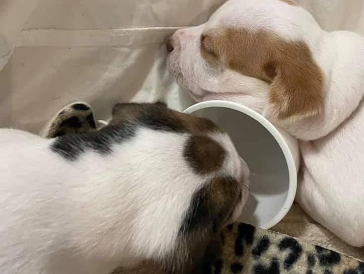 Pupdate from our Mario Kart litter! 🐶🐶

They are almost 5 weeks old and growing like weeds. Momma Princess is still the sweetest girl and loves raising her pups. Keep an eye out for when this family becomes available ❤️❤️❤️

** We typically begin accepting applications for litters when they are 6-7 weeks of age, but puppies will not go home until they are at least 8 weeks of age **

.
.
.
.
.
<a target='_blank' href='https://www.instagram.com/explore/tags/furrytales/'>#furrytales</a> <a target='_blank' href='https://www.instagram.com/explore/tags/mommadog/'>#mommadog</a> <a target='_blank' href='https://www.instagram.com/explore/tags/rescued/'>#rescued</a> <a target='_blank' href='https://www.instagram.com/explore/tags/shelterdog/'>#shelterdog</a> <a target='_blank' href='https://www.instagram.com/explore/tags/saved/'>#saved</a> <a target='_blank' href='https://www.instagram.com/explore/tags/puppies/'>#puppies</a> <a target='_blank' href='https://www.instagram.com/explore/tags/puppiesofinstagram/'>#puppiesofinstagram</a> <a target='_blank' href='https://www.instagram.com/explore/tags/puppiesofinsta/'>#puppiesofinsta</a> <a target='_blank' href='https://www.instagram.com/explore/tags/dogoftheday/'>#dogoftheday</a> <a target='_blank' href='https://www.instagram.com/explore/tags/puppyoftheday/'>#puppyoftheday</a> <a target='_blank' href='https://www.instagram.com/explore/tags/puppylove/'>#puppylove</a> <a target='_blank' href='https://www.instagram.com/explore/tags/puppy/'>#puppy</a> <a target='_blank' href='https://www.instagram.com/explore/tags/puppylife/'>#puppylife</a> <a target='_blank' href='https://www.instagram.com/explore/tags/puppytraining/'>#puppytraining</a> <a target='_blank' href='https://www.instagram.com/explore/tags/puppytongue/'>#puppytongue</a> <a target='_blank' href='https://www.instagram.com/explore/tags/puppygram/'>#puppygram</a> <a target='_blank' href='https://www.instagram.com/explore/tags/puppydog/'>#puppydog</a> <a target='_blank' href='https://www.instagram.com/explore/tags/rescuedpuppy/'>#rescuedpuppy</a> <a target='_blank' href='https://www.instagram.com/explore/tags/rescuedpuppies/'>#rescuedpuppies</a> <a target='_blank' href='https://www.instagram.com/explore/tags/pupper/'>#pupper</a>