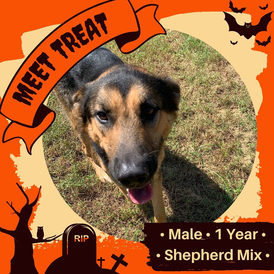 🎃🐶Meet Treat! 🐶🎃

It’s almost Halloween and you know what that means! It’s time to Trick or TREAT! And boy do we have the Treat for you — one in the shape of a rambunctious and bouncy one-year-old Shepherd Mix! Treat is a sweet boy who hasn’t received proper training in his short life, so he really doesn’t know how big he actually is. He’s bouncy and jumpy — in a “way too excited to see anyone and anything” sort of way. This means that his furrever family will need to be committed to his training — which we imagine will be pretty easy because this is one SMART boy — and providing him with ample walks, runs, treat puzzles, and more to keep his energy and curious brain occupied!

Treat is also incredibly sweet and loving — all of his excitement and energy comes from just wanting to LOVE you as much as he possibly can. Seriously — he gives the best, full sized, all encompassing hugs of any dog we’ve ever met. He’s a lover for sure (just watch out on Halloween — this boy also loves to steal masks in the midst of one of those hugs!). It’s honestly 99% treats, and 1% hilarious tricks with our Treat!

tl;dr on Treat:
👻 Male
👻 Shepherd Mix
👻 1 Year
👻 Heartwom Positive

Are you ready to add some Treat into your spooky season? M He’d be an amazing running or hiking (or any adventure, really) buddy once he gets the hang of his commands. Treat is guaranteed to keep you laughing with his puppy ways, but will also love you fiercely and fully. Treat is available on a first-come, first-served basis. Stop by the shelter (Tue-Sat 11-5:30) to meet him or put in your application now! 

💌: shelter@ochsms.org
☎️: 662-338-9093
🖥: www.ochsms.org/adopt

Included in the adoption fee: Spay/neuter surgery age-appropriate vaccinations, microchip, internal and external parasite treatment, heartworm prevention, and age-appropriate tests.

<a target='_blank' href='https://www.instagram.com/explore/tags/trickortreat/'>#trickortreat</a> <a target='_blank' href='https://www.instagram.com/explore/tags/shepherdmix/'>#shepherdmix</a> <a target='_blank' href='https://www.instagram.com/explore/tags/shepherdsofinstagram/'>#shepherdsofinstagram</a> <a target='_blank' href='https://www.instagram.com/explore/tags/shepherdmixesofinstagram/'>#shepherdmixesofinstagram</a> <a target='_blank' href='https://www.instagram.com/explore/tags/shepherdmixes/'>#shepherdmixes</a> <a target='_blank' href='https://www.instagram.com/explore/tags/sheleterdogs/'>#sheleterdogs</a> <a target='_blank' href='https://www.instagram.com/explore/tags/dogsofinstagram/'>#dogsofinstagram</a> <a target='_blank' href='https://www.instagram.com/explore/tags/rescuedogs/'>#rescuedogs</a> <a target='_blank' href='https://www.instagram.com/explore/tags/adoptashelterdog/'>#adoptashelterdog</a> <a target='_blank' href='https://www.instagram.com/explore/tags/ochs/'>#ochs</a> <a target='_blank' href='https://www.instagram.com/explore/tags/adoptdontshop/'>#adoptdontshop</a> <a target='_blank' href='https://www.instagram.com/explore/tags/animalrescue/'>#animalrescue</a> <a target='_blank' href='https://www.instagram.com/explore/tags/spayandneuter/'>#spayandneuter</a> <a target='_blank' href='https://www.instagram.com/explore/tags/adoptables/'>#adoptables</a> <a target='_blank' href='https://www.instagram.com/explore/tags/humanesociety/'>#humanesociety</a> <a target='_blank' href='https://www.instagram.com/explore/tags/animalwelfare/'>#animalwelfare</a> <a target='_blank' href='https://www.instagram.com/explore/tags/whywerescue/'>#whywerescue</a> <a target='_blank' href='https://www.instagram.com/explore/tags/adoptme/'>#adoptme</a> <a target='_blank' href='https://www.instagram.com/explore/tags/starkvillems/'>#starkvillems</a> <a target='_blank' href='https://www.instagram.com/explore/tags/mspets/'>#mspets</a> <a target='_blank' href='https://www.instagram.com/explore/tags/petsofinstagram/'>#petsofinstagram</a> <a target='_blank' href='https://www.instagram.com/explore/tags/rescuelove/'>#rescuelove</a>