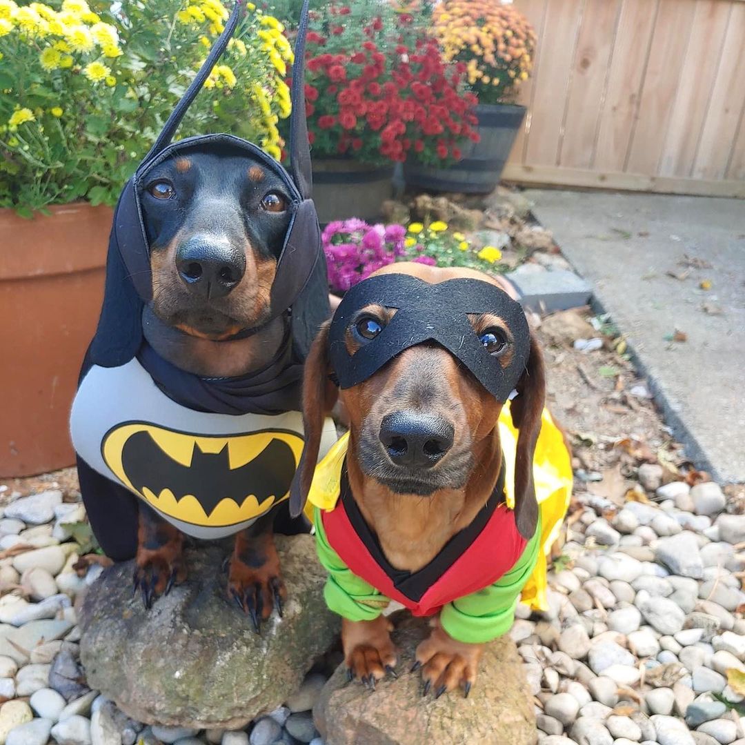 Congratulations to our door prize WIENERS Jimmy Dean and Dudley - I mean - Batman and Robin! What a duo! 🦇💥🐶
And congrats to our donor Blane for his door prize win, too! 

Both winners received an Amazon gift card and a Halloween themed goody box from @chewy 😍💙🎉🐶🎃

Be sure to check our <a target='_blank' href='https://www.instagram.com/explore/tags/linkinbio/'>#linkinbio</a> to see all the HalloWEENIES competing so far - and stay tuned tomorrow - we will have a special wildcard prize for a very lucky wiener!! Let’s just say - tons of weens will love this one! 💗🌭💗🌭💗

<a target='_blank' href='https://www.instagram.com/explore/tags/dachshundsofinstagram/'>#dachshundsofinstagram</a> <a target='_blank' href='https://www.instagram.com/explore/tags/capedcrusader/'>#capedcrusader</a> <a target='_blank' href='https://www.instagram.com/explore/tags/batmanandrobin/'>#batmanandrobin</a> <a target='_blank' href='https://www.instagram.com/explore/tags/halloweenie/'>#halloweenie</a> <a target='_blank' href='https://www.instagram.com/explore/tags/foragoodcause/'>#foragoodcause</a> <a target='_blank' href='https://www.instagram.com/explore/tags/doxielover/'>#doxielover</a> <a target='_blank' href='https://www.instagram.com/explore/tags/dachshundrescue/'>#dachshundrescue</a> <a target='_blank' href='https://www.instagram.com/explore/tags/chewy/'>#chewy</a> <a target='_blank' href='https://www.instagram.com/explore/tags/adoptdontshop/'>#adoptdontshop</a> <a target='_blank' href='https://www.instagram.com/explore/tags/blackandtandachshund/'>#blackandtandachshund</a> <a target='_blank' href='https://www.instagram.com/explore/tags/brudders/'>#brudders</a>