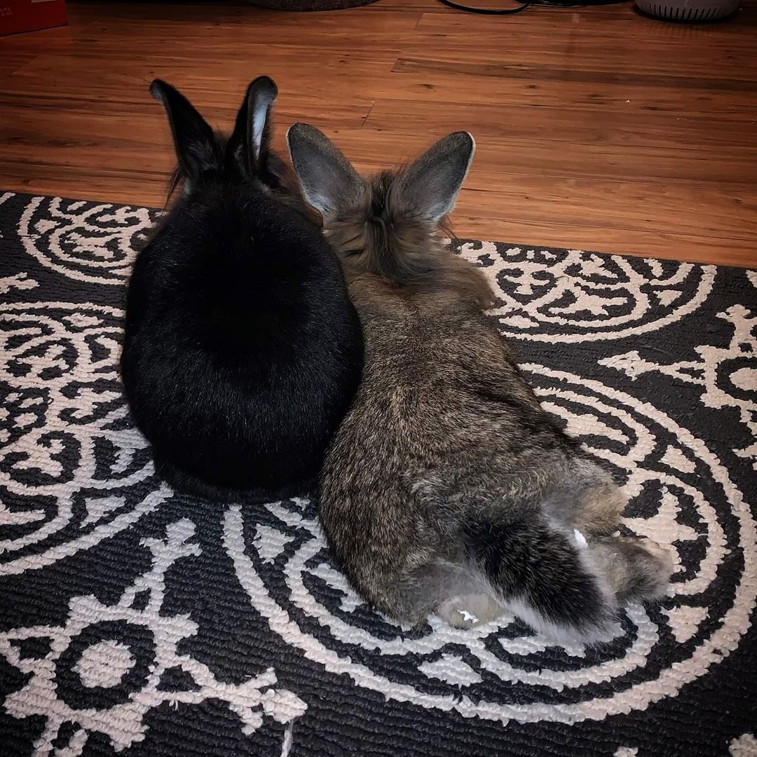 We can't think of anything better than bunny buns on a Friday! 

Check these cuties out - Bronwyn and Conchita have been loving the extra space, love, and attention they're getting in their foster home. Plus, they have made friends with the resident cat in their foster home, who has shown Conchita where to find the sunniest spots to nap! 

This bonded pair of ladies is just the sweetest, and they're looking for their forever home. Bronwyn and Conchita will do best in an environment where they have plenty of space to hop around and play. 

If you're interested in adopting Bronwyn & Conchita, please complete an adoption application here: https://popememorialcvhs.org/adoption-application/ 

Please email questions to adoption@popememorialcvhs.org

<a target='_blank' href='https://www.instagram.com/explore/tags/fosterfriday/'>#fosterfriday</a> <a target='_blank' href='https://www.instagram.com/explore/tags/bunniesofinstagram/'>#bunniesofinstagram</a> <a target='_blank' href='https://www.instagram.com/explore/tags/adoptdontshop/'>#adoptdontshop</a> <a target='_blank' href='https://www.instagram.com/explore/tags/foster/'>#foster</a> <a target='_blank' href='https://www.instagram.com/explore/tags/bunnybuns/'>#bunnybuns</a>