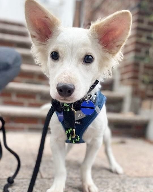 They don’t get any sweeter than Somang! 💗 He’s a 6-month-old male Jindo mix and weighs about 12 pounds. Somang was rescued from the Seoul city shelter. He’s potty trained and doing well with crate training. Somang is best described as outgoing, friendly, energetic, happy-go-lucky, and sweet. He’s a confident, curious walker and likes to stop to sniff (and sometimes lick!) leaves. 🍂 Somang is very affectionate and loves being around people. He’s also a quick learner and knows the “Sit” command! If Somang sounds like the dog you’ve been looking for, apply to adopt!

🐕 On a case-by-case basis, we accept applications from residents living within 30-miles of NYC and certain areas within CT, PA, D.C., MD, and MA. Check koreank9rescue.org/adopt for more details! 📝⁠⁠⁠⁠⁠⁠⁠⁠⁠⁠⁠⁠⁠

<a target='_blank' href='https://www.instagram.com/explore/tags/jindo/'>#jindo</a> <a target='_blank' href='https://www.instagram.com/explore/tags/adoptmenyc/'>#adoptmenyc</a> <a target='_blank' href='https://www.instagram.com/explore/tags/nyc/'>#nyc</a> <a target='_blank' href='https://www.instagram.com/explore/tags/korea/'>#korea</a> <a target='_blank' href='https://www.instagram.com/explore/tags/adoptme/'>#adoptme</a> <a target='_blank' href='https://www.instagram.com/explore/tags/adoptmeplease/'>#adoptmeplease</a> <a target='_blank' href='https://www.instagram.com/explore/tags/koreank9rescue/'>#koreank9rescue</a> <a target='_blank' href='https://www.instagram.com/explore/tags/kk9r/'>#kk9r</a> <a target='_blank' href='https://www.instagram.com/explore/tags/spay/'>#spay</a> <a target='_blank' href='https://www.instagram.com/explore/tags/neuter/'>#neuter</a> <a target='_blank' href='https://www.instagram.com/explore/tags/rescueismyfavoritebreed/'>#rescueismyfavoritebreed</a> <a target='_blank' href='https://www.instagram.com/explore/tags/rescuedog/'>#rescuedog</a> <a target='_blank' href='https://www.instagram.com/explore/tags/everydogdeserveslove/'>#everydogdeserveslove</a> <a target='_blank' href='https://www.instagram.com/explore/tags/showlovekorea/'>#showlovekorea</a>