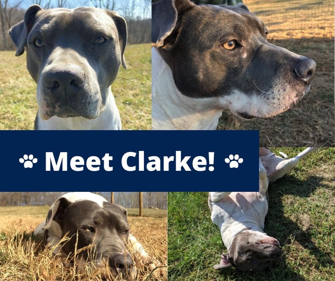 ✨ Ready to meet Clarke? You're going to love him! ✨ 
.
Clarke is a 7-year-old American Bulldog mix who had a ruff start in life but is still the sweetest guy who enjoys meeting new people. As he can be protective of his personal space and blankets, Clarke is best suited for a single dog home with adults only and no cats. 
.
What he loves: 
🐾 Daily walks for exercise, 
🐾 Belly rubs and getting attention, and 
🐾 Spending time with his favorite person! 
.
Clarke's ideal family has: 
🐾 Low-key home environment, 
🐾 Patience for him to warm up to you, and 
🐾 Spending time relaxing and snuggling! 
.
.
Want to continue to support the well-being of animals with one click? Save the “Amazon Smile” link in our bio📲 while you're shopping for household goods online! 😍
.
<a target='_blank' href='https://www.instagram.com/explore/tags/AdoptDogs/'>#AdoptDogs</a> <a target='_blank' href='https://www.instagram.com/explore/tags/RescueDogs/'>#RescueDogs</a> <a target='_blank' href='https://www.instagram.com/explore/tags/AnimalRescuer/'>#AnimalRescuer</a> <a target='_blank' href='https://www.instagram.com/explore/tags/RescueMyBestBreed/'>#RescueMyBestBreed</a> <a target='_blank' href='https://www.instagram.com/explore/tags/RescueDogLife/'>#RescueDogLife</a> <a target='_blank' href='https://www.instagram.com/explore/tags/TheirVoiceRescue/'>#TheirVoiceRescue</a> <a target='_blank' href='https://www.instagram.com/explore/tags/AdoptDontShop/'>#AdoptDontShop</a>