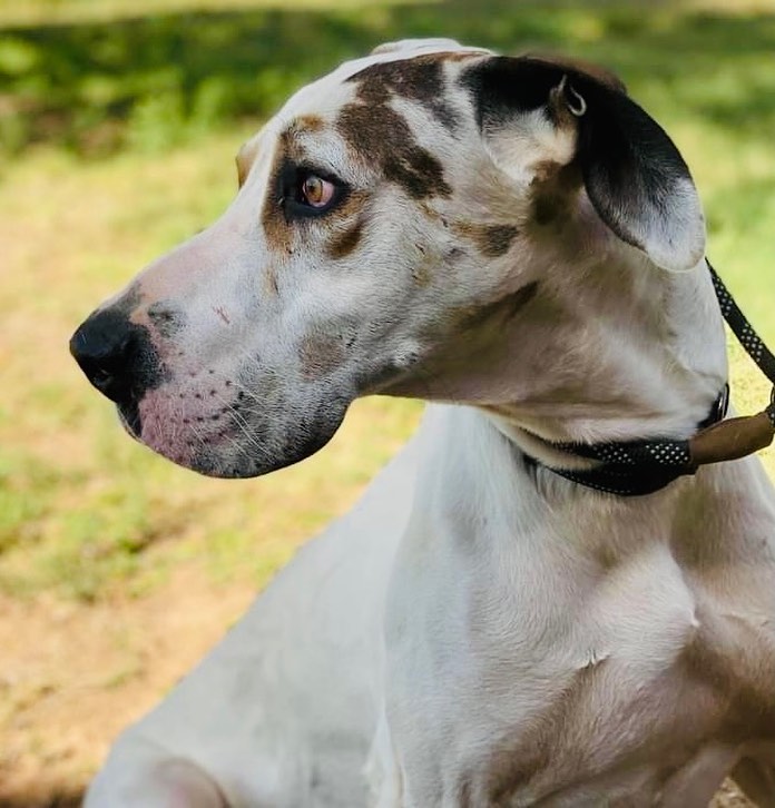 Hello all you potential adopters! The folks here have asked me to tell you a little bit more about me :) My name is Dude Man and I'm a very handsome 18 month old boy. I get along well with all dogs and I don't show any interest in cats. 

I am a little bit shy when I meet someone new but I warm up quickly. I am a very sweet boy that just needs some time to acclimate to new people. I love some good scratches and all the treats I can get! My foster family is teaching me to walk on a leash and so far I'm doing great with training. I will be fully vetted, vaccinated and microchipped prior to adoption. 

I will be ready to do more training with my forever family, so I can get to know you better and so you can help teach me new skills! 
The folks here want me in training within 30 days of adoption, it’s really important!

For more information about White Kisses adoption process and an application please visit www.whitekissesgreatdanerescue.com/adopt

<a target='_blank' href='https://www.instagram.com/explore/tags/greatdane/'>#greatdane</a> <a target='_blank' href='https://www.instagram.com/explore/tags/dogs/'>#dogs</a> <a target='_blank' href='https://www.instagram.com/explore/tags/adoptdontshop/'>#adoptdontshop</a> <a target='_blank' href='https://www.instagram.com/explore/tags/dogsofinstagram/'>#dogsofinstagram</a> <a target='_blank' href='https://www.instagram.com/explore/tags/dog/'>#dog</a> <a target='_blank' href='https://www.instagram.com/explore/tags/greatdane/'>#greatdane</a> <a target='_blank' href='https://www.instagram.com/explore/tags/puppies/'>#puppies</a> <a target='_blank' href='https://www.instagram.com/explore/tags/cute/'>#cute</a> <a target='_blank' href='https://www.instagram.com/explore/tags/love/'>#love</a> <a target='_blank' href='https://www.instagram.com/explore/tags/family/'>#family</a> <a target='_blank' href='https://www.instagram.com/explore/tags/rescue/'>#rescue</a> <a target='_blank' href='https://www.instagram.com/explore/tags/greatdanesofinstagram/'>#greatdanesofinstagram</a> <a target='_blank' href='https://www.instagram.com/explore/tags/tuesday/'>#tuesday</a> <a target='_blank' href='https://www.instagram.com/explore/tags/holiday/'>#holiday</a> <a target='_blank' href='https://www.instagram.com/explore/tags/photooftheday/'>#photooftheday</a> <a target='_blank' href='https://www.instagram.com/explore/tags/puppy/'>#puppy</a> <a target='_blank' href='https://www.instagram.com/explore/tags/december/'>#december</a> <a target='_blank' href='https://www.instagram.com/explore/tags/holidays/'>#holidays</a> <a target='_blank' href='https://www.instagram.com/explore/tags/givingtuesday/'>#givingtuesday</a> <a target='_blank' href='https://www.instagram.com/explore/tags/adopt/'>#adopt</a>