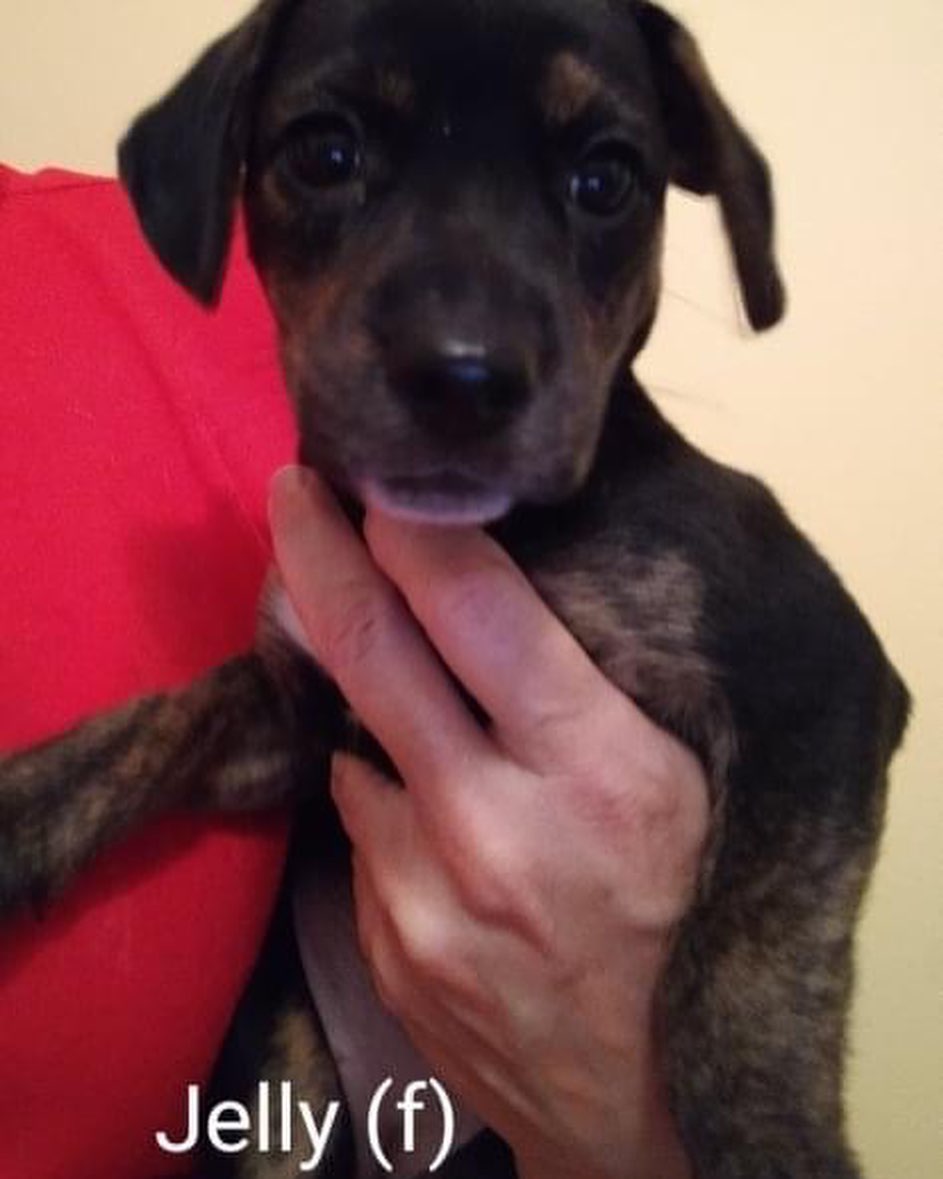 WHO DOESNT LOVE PB&J?? 🥜 🍇 
•
The peanut butter and jelly pups are coming to Flemington, NJ 11/6! These delicious bbs are 9 weeks old, and ready for forever in one week! ❤️

Their mom is a spaniel mix, and these pups should be 45 to 50 lbs grown. They are up to date on shots, de wormed, and chipped.

Interested in these bite-size babes? Email  REBOUNDHOUNDS@GMAIL.COM. Apps are being taken on a first come basis, Dog experience preferred. 

🥜Choose your favorite:🍇

PEANUT BUTTER - cute and knows it. Wants to be the first for attention. Pitches a fit to get it and then looks sweet and kisses you.
JIF- he is a man with a mission. Very smart and inquisitive. He likes attention for a minute, then he has things to do.
REESE - he went through a shy period but is coming out of it. He's very sweet and innocent like Peter Pan. 
SKIPPY - he is least demanding but likes attention. He's on the small side so he is used to waiting to nurse, etc. until he can find a spot.
PETER PAN - he is the baby of the family. He is sweet and innocent.
JELLY - the girl, who goes by Jilly-Jel - she has to put up with the boys and does quit well. She's low maintenance and a happy girl.