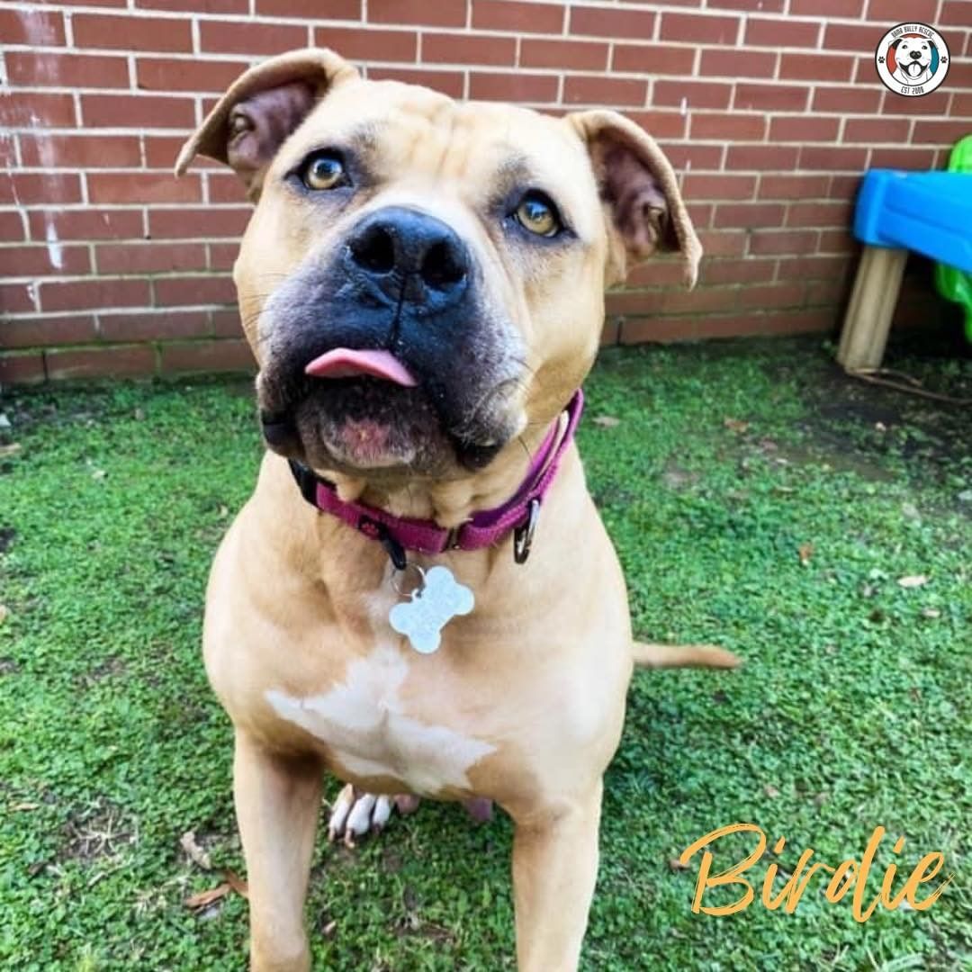 Tongue out Tuesday goes out to our adopt-a-bull, Birdie! 🐤 We can’t believe this perfect girl hasn’t found her forever home! Apply to adopt Birdie today! 🏡