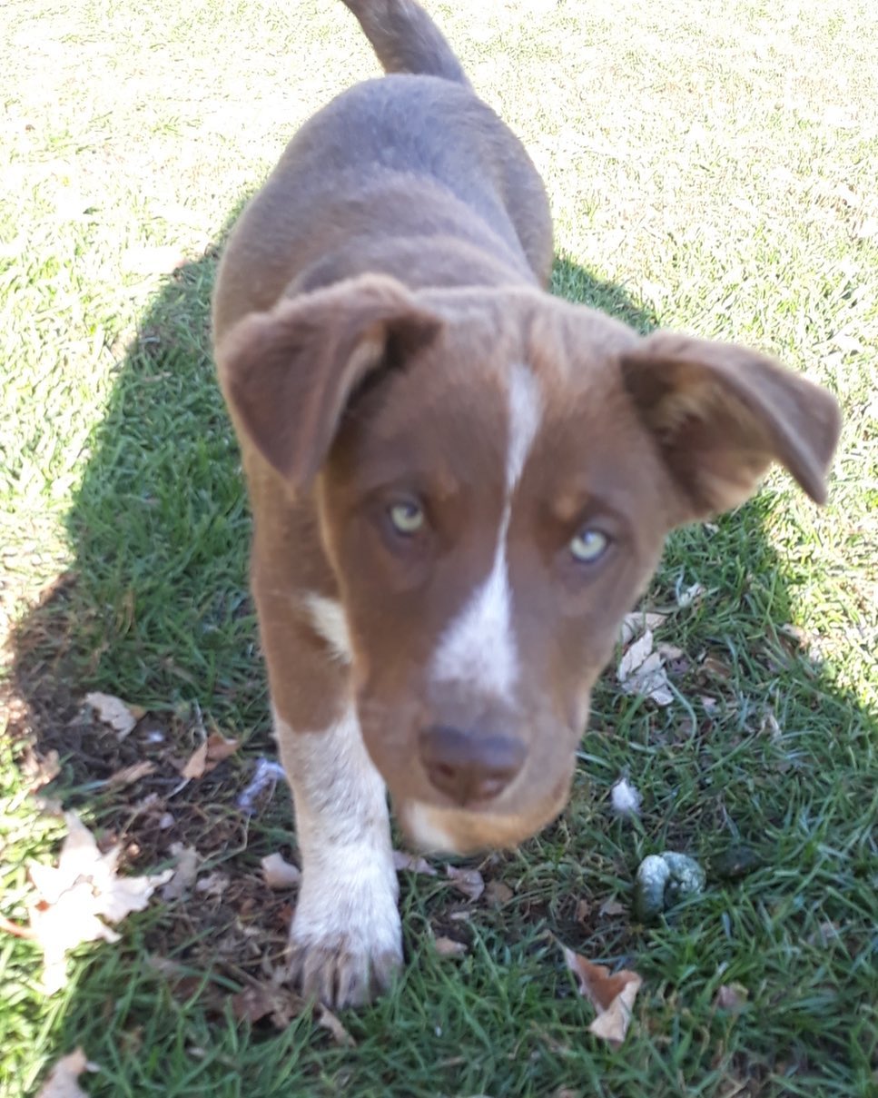 Handsome green-eyed Ripley is a 10 week old Australian Shepherd/Heeler mix.  He does well with other dogs, cats and everyone he meets. 

He has received age appropriate vaccinations, is microchipped, on monthly flea/tick/heartworm preventative, crate trained and doing well on house training. 

He will be adopted out as a house dog.

Adoption fee: $325

Apply at www.tracyareaanimalrescue.com

All of our animals are in foster homes. Meet and greets are arranged with an approved application on file. 

***Before applying - please make sure your current pets are up to date on vaccinations and spayed/neutered.***