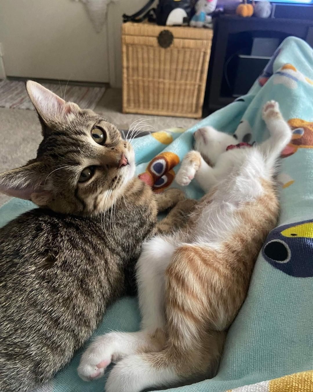 We always say kittens do better in pairs, and this pair were best friends in their foster home. 

Rambo (now Jinjo) & Petrie (now Oliver) are being spoiled rotten in their forever home! It's so rewarding to see our babies happy! <a target='_blank' href='https://www.instagram.com/explore/tags/bestfriends/'>#bestfriends</a>
