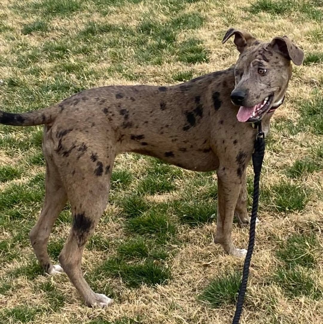 Nala is a 6 month old Merle pittie looking for a soft couch to crash on for a few weeks, or better yet an adoptive home! 

She is about 45 pounds, energetic and loves to play with other dogs. She is crate trained and potty trained on the appropriate schedule for her age. She lives with a cat that dislikes her and tries to engage the kitty in play. She respects being swatted. She is amazing with children, but She doesn’t realize her size, so keep size in mind if you have kiddos. 🥰 

She will be fixed, brought up to date on vaccinations, microchipped & dewormed! 
Located in Tri-Cities, WA | Apply at: https://www.shelterluv.com/embed/animal/TPBP-A-640

*Nala is being surrendered due to no fault of her own. Life is changing for her humans and it’s causing her mom to work a lot longer hours. This isn’t fair for Nala, please keep negative comments to yourself.