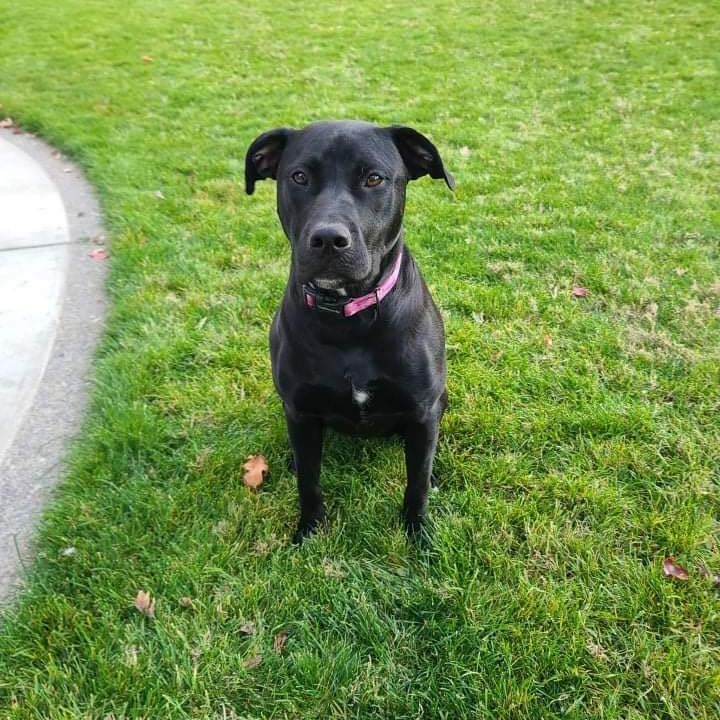 Betty is a one year old lab/pittie mix looking for her forever home! She was adopted through us as a puppy several months ago, and is being returned for personal reasons unrelated to Betty. She is a great pup, good with dogs and people (including kids)! Betty would make a great family dog for anyone who will continue to train and socialize her appropriately. She is submissive to other dogs, and would love a home with another dog or two to play with. 

Betty is crate trained, potty trained, spayed, up to date on vaccinations, microchipped & dewormed! 

Please apply to adopt at: https://www.shelterluv.com/embed/animal/TPBP-A-395