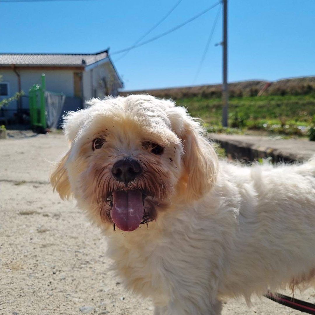 🌼 Fosters Needed Pt. II 🌼

Hello friends! We’re happy to announce that we have four pups arriving from South Korea on November 4th who are in need of fosters ASAP.

Woobin is a Maltese mix who was found outside of a grocery store. While we don’t know his exact age, our partner rescue’s vet in South Korea estimates that he is at least 5 years old. Woobin is all things sweet, exceedingly friendly and loves a good cuddle!

Herb is an adorable pup who has transformed herself in the past few months! When she was initially rescued from a rice field by the SK city pound staff, they weren’t sure if she would make it. Herb was very sick during her intake with a high fever and no appetite. Now, she’s the most adorable (and adoptable!) pup we’ve ever seen! She is very calm and well-behaved when crated, but gives it her all on walks!

If you are interested in fostering/adopting Herb or Woobin, you can apply through the link in our bio or on our website! Please feel free to contact us at twentypawsrescue@gmail.com or info@twentypawsrescue.com if you have any questions