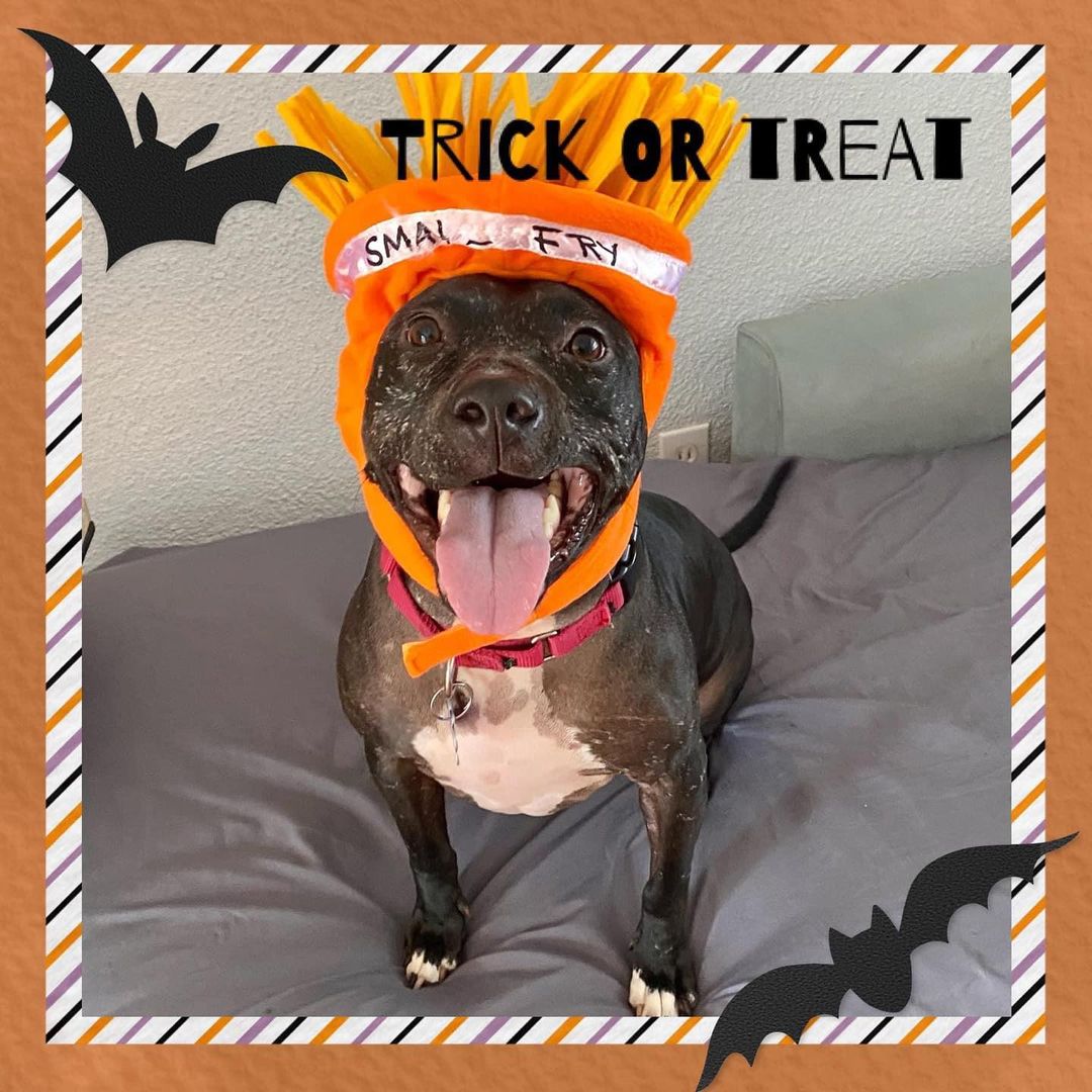 🎃 👻 So, this happened today and this is just a sneak peek of the torture, I mean, the Boo Fest Extravaganza 🎃👻
 
🎃 I saw Bossy Pants & Crazy Dog Lady texting this week about some madness regarding me being stuffed in costumes for Halloween!🙄 Why? Apparently, it’s a hooman thing to dress up an innocent pupper, aka, sofa sausage, to be completely humiliated! Truth be told, pweeze don’t tell those 2 whackerdoodles, it was a blast! You are all going to LOVE our shenanigans! We got crazy for sure and laughed so hard, basically, at my expense!🎃

👻🎃 Please stay tuned for the big unveiling tomorrow!! If you don’t already know, I’m Sweet Delilah! I’m still in search of my forever home!  I’m about 3-yrs old and currently, about 45lbs of ❤️ love! I do need to be your one & only fur baby but as you can see, I’m kinda the whole package!!🎃👻

Visit www.fluffanimalrescue.org and maybe fill out an adoption application!❤️🐾🦛

I’m located in Seminole, FL!!😉