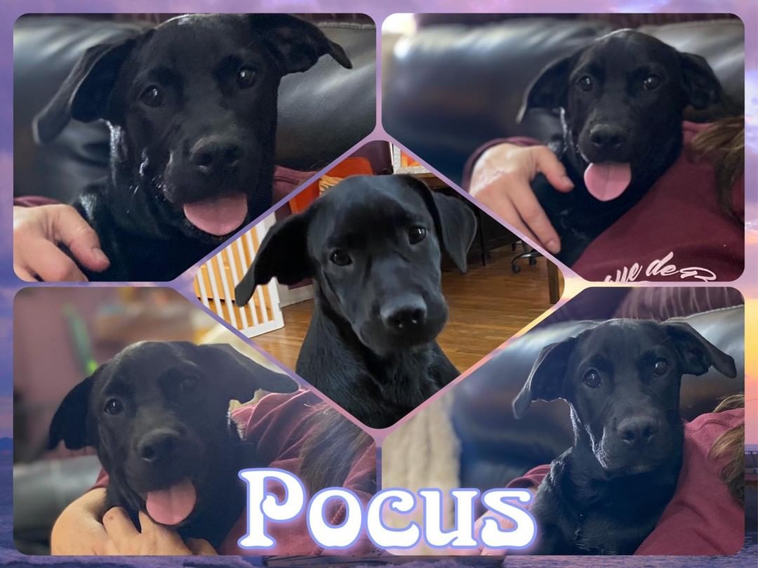 Welcome Hocus & Pocus! 

These two sweet sisters will be available for adoption following their spay next week… They are both female, lab mix approximately 4-mth old. 

The girls are working on the potty training and are pretty darn cute and well behaved. Hocus would do fine in the home without another dog although an older sibling is always good, but Pocus really does need another dog to help give her guidance, comfort & confidence!!