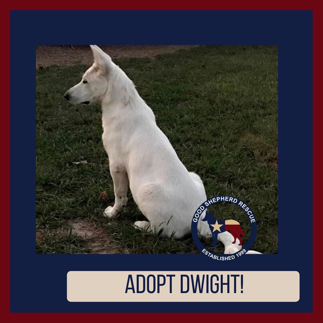 Use links in bio to find out more about adopting Dwight and any of our other dogs or puppies! <a target='_blank' href='https://www.instagram.com/explore/tags/furever/'>#furever</a> <a target='_blank' href='https://www.instagram.com/explore/tags/fureverhome/'>#fureverhome</a> <a target='_blank' href='https://www.instagram.com/explore/tags/goodshepherdrescueoftexas/'>#goodshepherdrescueoftexas</a> <a target='_blank' href='https://www.instagram.com/explore/tags/goodshepherd/'>#goodshepherd</a> <a target='_blank' href='https://www.instagram.com/explore/tags/goodshepherdrescue/'>#goodshepherdrescue</a> <a target='_blank' href='https://www.instagram.com/explore/tags/goodshepherdrescueandsanctuaryoftexas/'>#goodshepherdrescueandsanctuaryoftexas</a> <a target='_blank' href='https://www.instagram.com/explore/tags/germanshepherd/'>#germanshepherd</a> <a target='_blank' href='https://www.instagram.com/explore/tags/germanshepherds/'>#germanshepherds</a> <a target='_blank' href='https://www.instagram.com/explore/tags/germanshepherdsofinstagram/'>#germanshepherdsofinstagram</a> <a target='_blank' href='https://www.instagram.com/explore/tags/love/'>#love</a> <a target='_blank' href='https://www.instagram.com/explore/tags/adoptdontshop/'>#adoptdontshop</a> <a target='_blank' href='https://www.instagram.com/explore/tags/adopt/'>#adopt</a> <a target='_blank' href='https://www.instagram.com/explore/tags/adopted/'>#adopted</a>