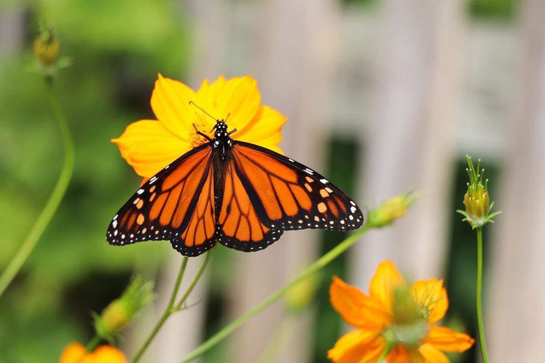 Last Saturday, the WaterWise Landscape Tour was all the buzz 🐝 

We hope you felt inspired by these beautiful and sustainable local landscapes! 🌷🌼💧

<a target='_blank' href='https://www.instagram.com/explore/tags/loveplano/'>#loveplano</a> <a target='_blank' href='https://www.instagram.com/explore/tags/planotx/'>#planotx</a> <a target='_blank' href='https://www.instagram.com/explore/tags/sustainability/'>#sustainability</a> <a target='_blank' href='https://www.instagram.com/explore/tags/garden/'>#garden</a>