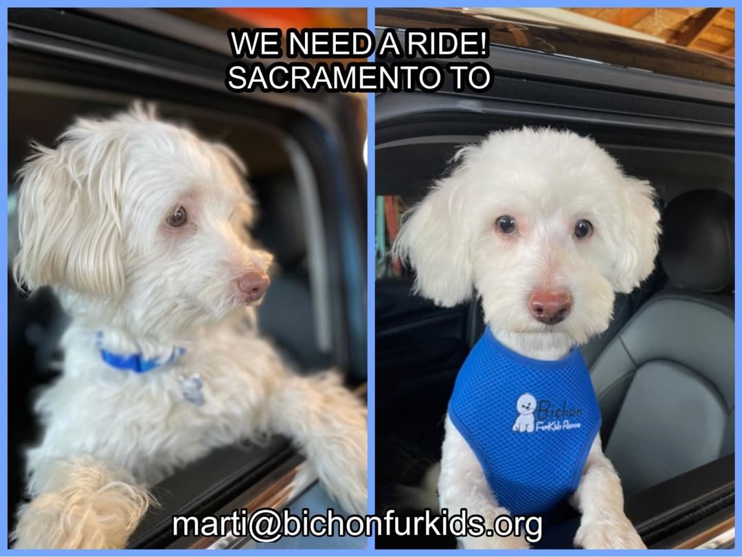 🚨 🚘 These two cuties, Quincy and Qtip, need a ride from Sacramento to Ventura this week!  Can you help with any part of this transportation? It looks like the halfway point is Hanford. If you can help with any part of this transport please email (or text) Marti directly. Thank you! 

marti@bichonfurkids.org
<a target='_blank' href='https://www.instagram.com/explore/tags/transportationrequest/'>#transportationrequest</a>