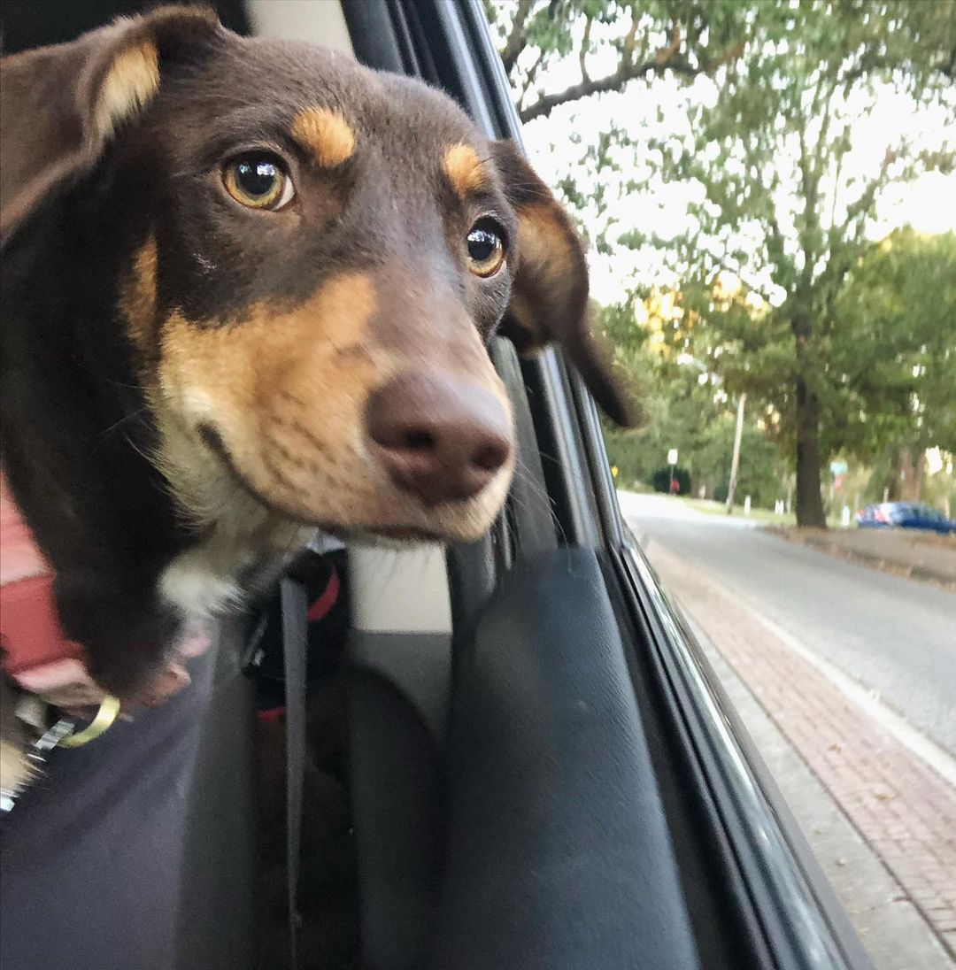 What’s that you say?? Looking for a little lady to add to your family? Well Daisy could be your girl! This 20 pound, 1 year old terrier mix is leash and house trained, great with dogs and kids, kennel trained, and equal parts playful and snuggly. She would make the perfect addition to just about any home! Apply on our website or DM us for more info!