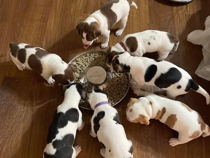 Pupdate from our Mario Kart litter! 🐶🐶

They are almost 5 weeks old and growing like weeds. Momma Princess is still the sweetest girl and loves raising her pups. Keep an eye out for when this family becomes available ❤️❤️❤️

** We typically begin accepting applications for litters when they are 6-7 weeks of age, but puppies will not go home until they are at least 8 weeks of age **

.
.
.
.
.
<a target='_blank' href='https://www.instagram.com/explore/tags/furrytales/'>#furrytales</a> <a target='_blank' href='https://www.instagram.com/explore/tags/mommadog/'>#mommadog</a> <a target='_blank' href='https://www.instagram.com/explore/tags/rescued/'>#rescued</a> <a target='_blank' href='https://www.instagram.com/explore/tags/shelterdog/'>#shelterdog</a> <a target='_blank' href='https://www.instagram.com/explore/tags/saved/'>#saved</a> <a target='_blank' href='https://www.instagram.com/explore/tags/puppies/'>#puppies</a> <a target='_blank' href='https://www.instagram.com/explore/tags/puppiesofinstagram/'>#puppiesofinstagram</a> <a target='_blank' href='https://www.instagram.com/explore/tags/puppiesofinsta/'>#puppiesofinsta</a> <a target='_blank' href='https://www.instagram.com/explore/tags/dogoftheday/'>#dogoftheday</a> <a target='_blank' href='https://www.instagram.com/explore/tags/puppyoftheday/'>#puppyoftheday</a> <a target='_blank' href='https://www.instagram.com/explore/tags/puppylove/'>#puppylove</a> <a target='_blank' href='https://www.instagram.com/explore/tags/puppy/'>#puppy</a> <a target='_blank' href='https://www.instagram.com/explore/tags/puppylife/'>#puppylife</a> <a target='_blank' href='https://www.instagram.com/explore/tags/puppytraining/'>#puppytraining</a> <a target='_blank' href='https://www.instagram.com/explore/tags/puppytongue/'>#puppytongue</a> <a target='_blank' href='https://www.instagram.com/explore/tags/puppygram/'>#puppygram</a> <a target='_blank' href='https://www.instagram.com/explore/tags/puppydog/'>#puppydog</a> <a target='_blank' href='https://www.instagram.com/explore/tags/rescuedpuppy/'>#rescuedpuppy</a> <a target='_blank' href='https://www.instagram.com/explore/tags/rescuedpuppies/'>#rescuedpuppies</a> <a target='_blank' href='https://www.instagram.com/explore/tags/pupper/'>#pupper</a>