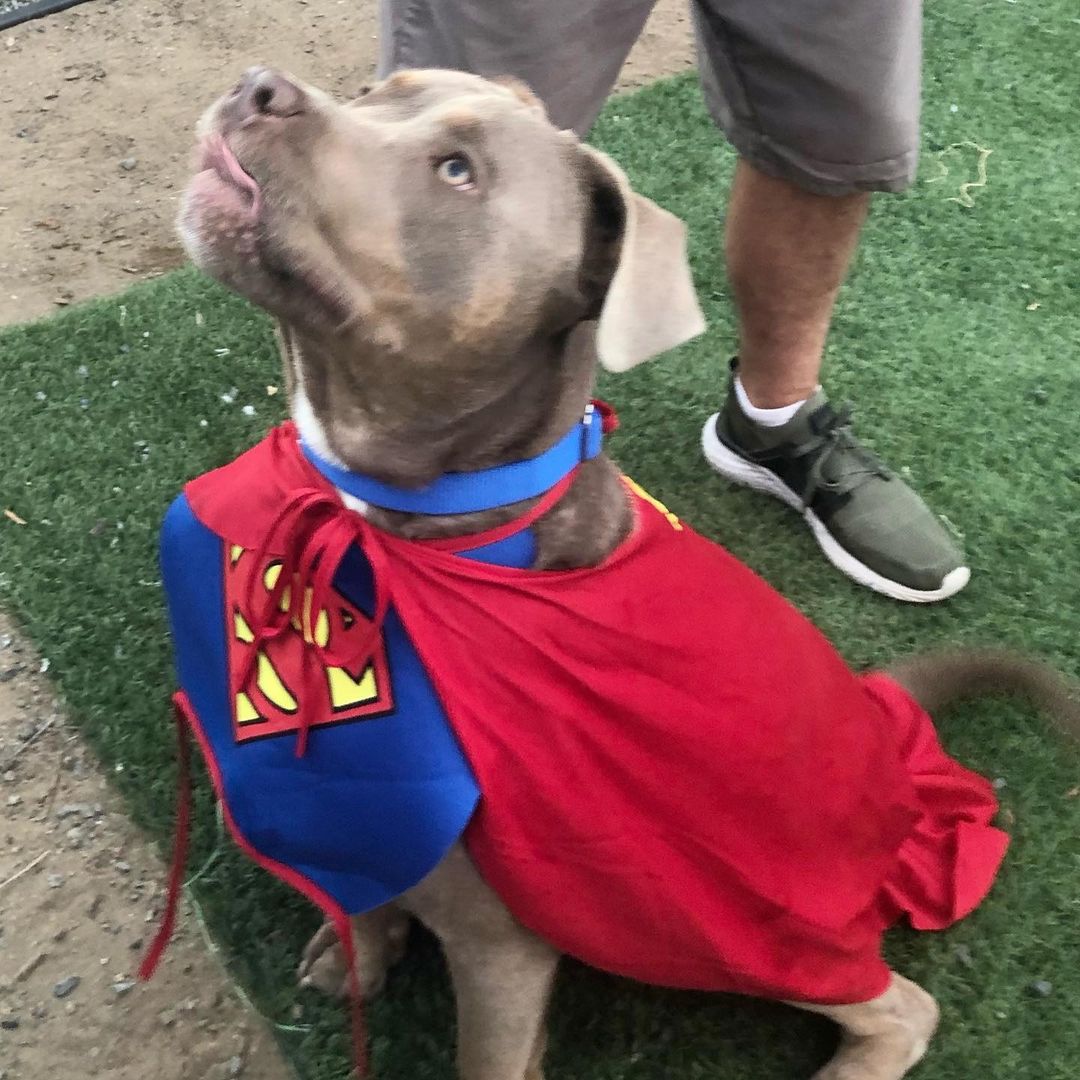 Happy Halloween from Superman!! Wait, that’s not Superman, that’s our super dog Doggie Bonez Alumni Bruno boy getting in the Halloween spirit!!! Bruno is living his amazingly happy life with his family that absolutely adore this gorgeous boy!!! Have a Happy Halloween Bruno and hoping all of our doggie bonez alumni are enjoying the Halloween festivities!!! Let’s spread the word on the importance of fostering and adopting rescue dogs this holiday season! They give us so much more than we could ever give them in return!! Happy National pit bull awareness month!!! To know the breed is to absolutely adore the breed @doggie_bonez_inc_ <a target='_blank' href='https://www.instagram.com/explore/tags/happyhalloween/'>#happyhalloween</a> <a target='_blank' href='https://www.instagram.com/explore/tags/happypitbullawarenessmonth/'>#happypitbullawarenessmonth</a> <a target='_blank' href='https://www.instagram.com/explore/tags/fosteringsaveslives/'>#fosteringsaveslives</a> <a target='_blank' href='https://www.instagram.com/explore/tags/adoptionsaveslives/'>#adoptionsaveslives</a> <a target='_blank' href='https://www.instagram.com/explore/tags/welovebullys/'>#welovebullys</a> <a target='_blank' href='https://www.instagram.com/explore/tags/doggiebonezalumni/'>#doggiebonezalumni</a> <a target='_blank' href='https://www.instagram.com/explore/tags/happydog/'>#happydog</a> <a target='_blank' href='https://www.instagram.com/explore/tags/happilyeverafter/'>#happilyeverafter</a> <a target='_blank' href='https://www.instagram.com/explore/tags/home/'>#home</a> <a target='_blank' href='https://www.instagram.com/explore/tags/partofafamily/'>#partofafamily</a> <a target='_blank' href='https://www.instagram.com/explore/tags/soloved/'>#soloved</a> <a target='_blank' href='https://www.instagram.com/explore/tags/adopted/'>#adopted</a>