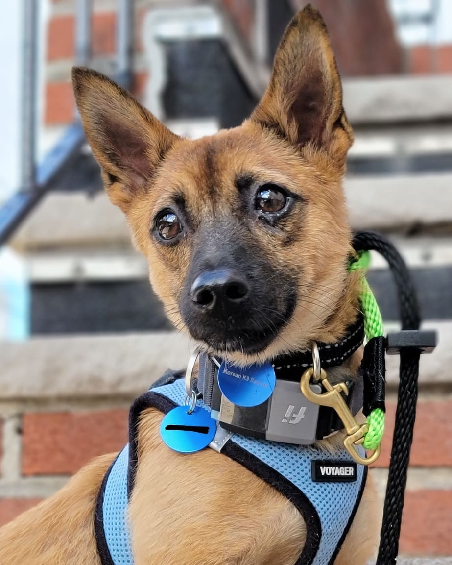 [EDIT: Adoption Pending ✅] Meet precious Poya! 💖 He’s a 6-month-old Jindo mix and weighs about 11 pounds. Poya was rescued from the Gyeongsang-do city shelter. He’s fully crate trained and making great progress on potty training. Poya is best described as friendly, happy-go-lucky, easy-going, smart, and gentle. He loves chewing on rubbery toys and chasing balls, and he’ll roll onto his back for belly rubs midway through playtime. With his reddish coat and black-tipped ears and tail, we think looks a bit like a fox. 🦊 Want more Poya? Apply to adopt! 

🐕 On a case-by-case basis, we accept applications from residents living within 30-miles of NYC and certain areas within CT, PA, D.C., MD, and MA. Check koreank9rescue.org/adopt for more details! 📝⁠⁠⁠⁠⁠⁠⁠⁠⁠⁠⁠⁠⁠

<a target='_blank' href='https://www.instagram.com/explore/tags/jindo/'>#jindo</a> <a target='_blank' href='https://www.instagram.com/explore/tags/adoptmenyc/'>#adoptmenyc</a> <a target='_blank' href='https://www.instagram.com/explore/tags/nyc/'>#nyc</a> <a target='_blank' href='https://www.instagram.com/explore/tags/korea/'>#korea</a> <a target='_blank' href='https://www.instagram.com/explore/tags/adoptme/'>#adoptme</a> <a target='_blank' href='https://www.instagram.com/explore/tags/adoptmeplease/'>#adoptmeplease</a> <a target='_blank' href='https://www.instagram.com/explore/tags/koreank9rescue/'>#koreank9rescue</a> <a target='_blank' href='https://www.instagram.com/explore/tags/kk9r/'>#kk9r</a> <a target='_blank' href='https://www.instagram.com/explore/tags/spay/'>#spay</a> <a target='_blank' href='https://www.instagram.com/explore/tags/neuter/'>#neuter</a> <a target='_blank' href='https://www.instagram.com/explore/tags/rescueismyfavoritebreed/'>#rescueismyfavoritebreed</a> <a target='_blank' href='https://www.instagram.com/explore/tags/rescuedog/'>#rescuedog</a> <a target='_blank' href='https://www.instagram.com/explore/tags/everydogdeserveslove/'>#everydogdeserveslove</a> <a target='_blank' href='https://www.instagram.com/explore/tags/showlovekorea/'>#showlovekorea</a>