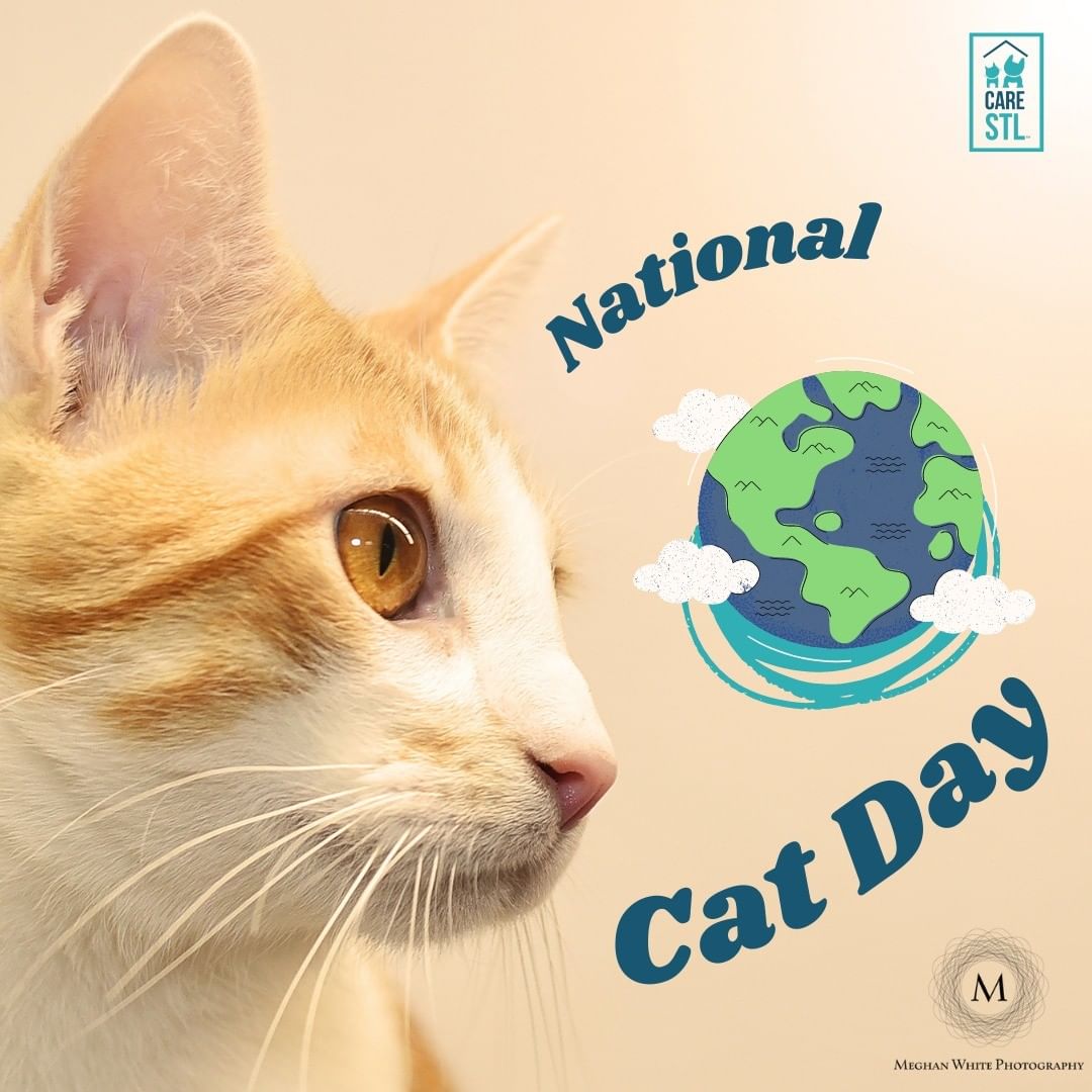 Anyone that owns a cat, knows that everyday is National Cat Day! But it's still nice to be recognized by having an official day named in their honor!

Let's 🎉 CELEBRATE 🎉 all cats today by sharing your furry friend in the comments. After all, we all know the best part of the internet is......well......CATS!!!

**Featured is our boy Anthony, currently in a foster home!

2 y/o, 8.5 pounds, H A N D S O M E 
Fill out an application today ⬇️
FOSTER: https://www.icarestl.org/foster
ADOPT: https://www.icarestl.org/care-to-adopt-a-cat
Walk-in adoptions welcome Tuesday-Sunday, 11AM-5 PM
To celebrate National-Adopt-a-Shelter-Pet Month, all dogs and cats over 1 year old have a reduced adoption fee of $25.
<a target='_blank' href='https://www.instagram.com/explore/tags/NationalCatDay/'>#NationalCatDay</a> <a target='_blank' href='https://www.instagram.com/explore/tags/AdoptionSavesLives/'>#AdoptionSavesLives</a> <a target='_blank' href='https://www.instagram.com/explore/tags/NewBestFriend/'>#NewBestFriend</a> <a target='_blank' href='https://www.instagram.com/explore/tags/CatsRule/'>#CatsRule</a> <a target='_blank' href='https://www.instagram.com/explore/tags/CatLover/'>#CatLover</a>